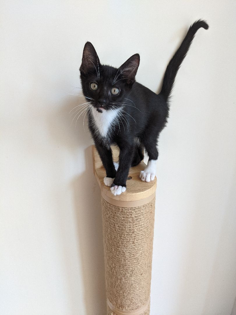 Rudy (bonded pair with Tootsie), a Adoptable Tuxedo in New York, NY image 4/11