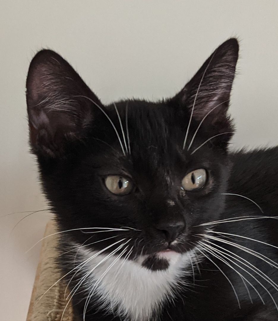 Rudy (bonded pair with Tootsie), a Adoptable Tuxedo in New York, NY image 5/11