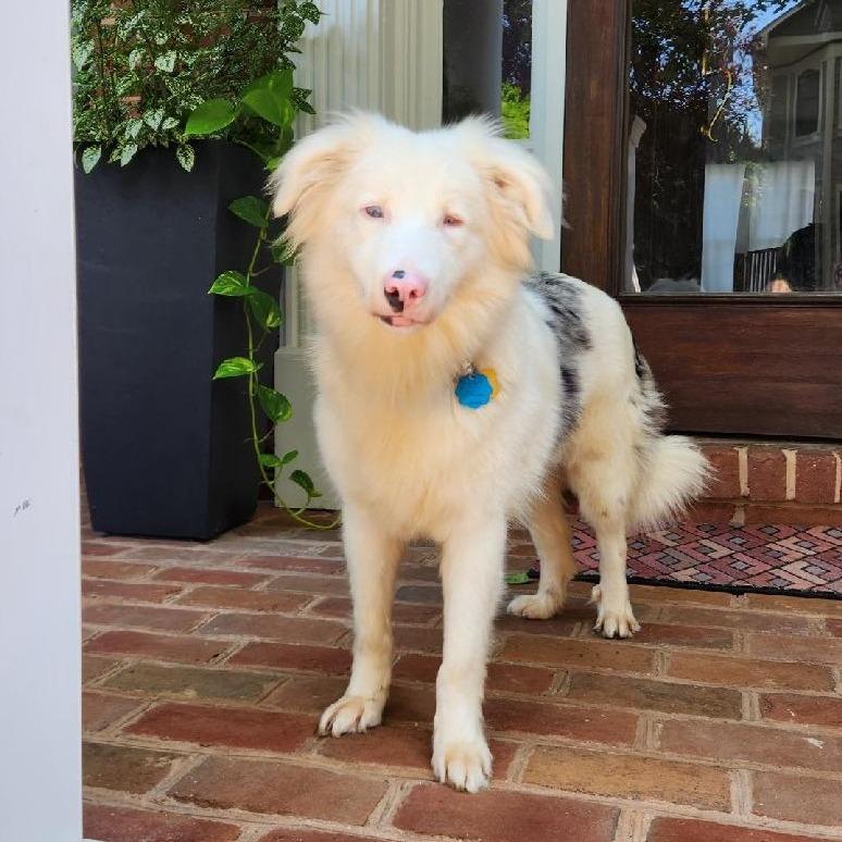 Emmie, Adoptable, Young Female Australian Shepherd.