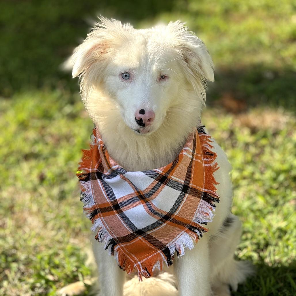 Enlarge Emmie, a Adoptable Australian Shepherd in Grinnell, IA image 2/6