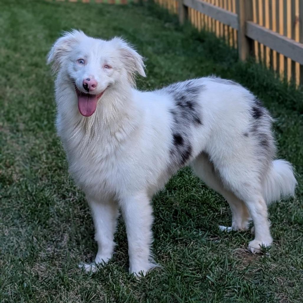 Enlarge Emmie, a Adoptable Australian Shepherd in Grinnell, IA image 3/6