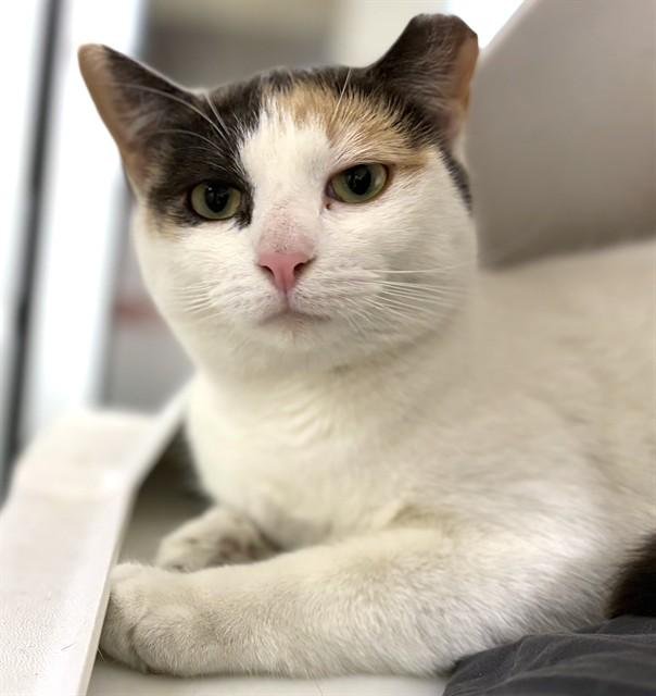 DAISY, Adoptable, Young Female Domestic Short Hair.