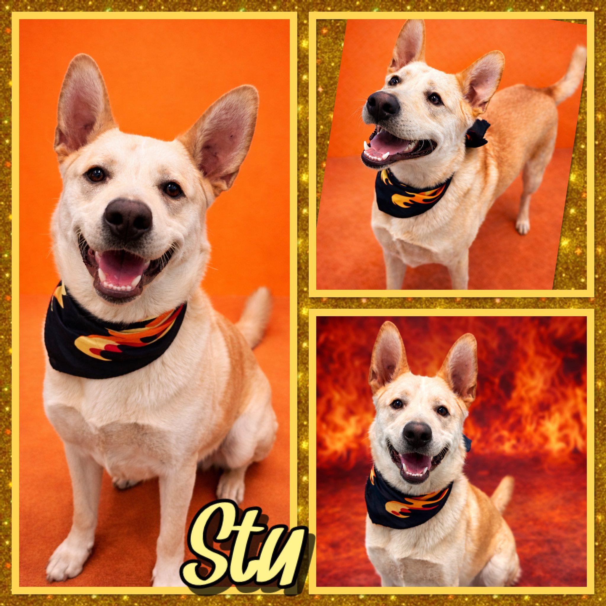 Stu, ADOPTABLE, Adult Male Labrador Retriever & Shepherd.