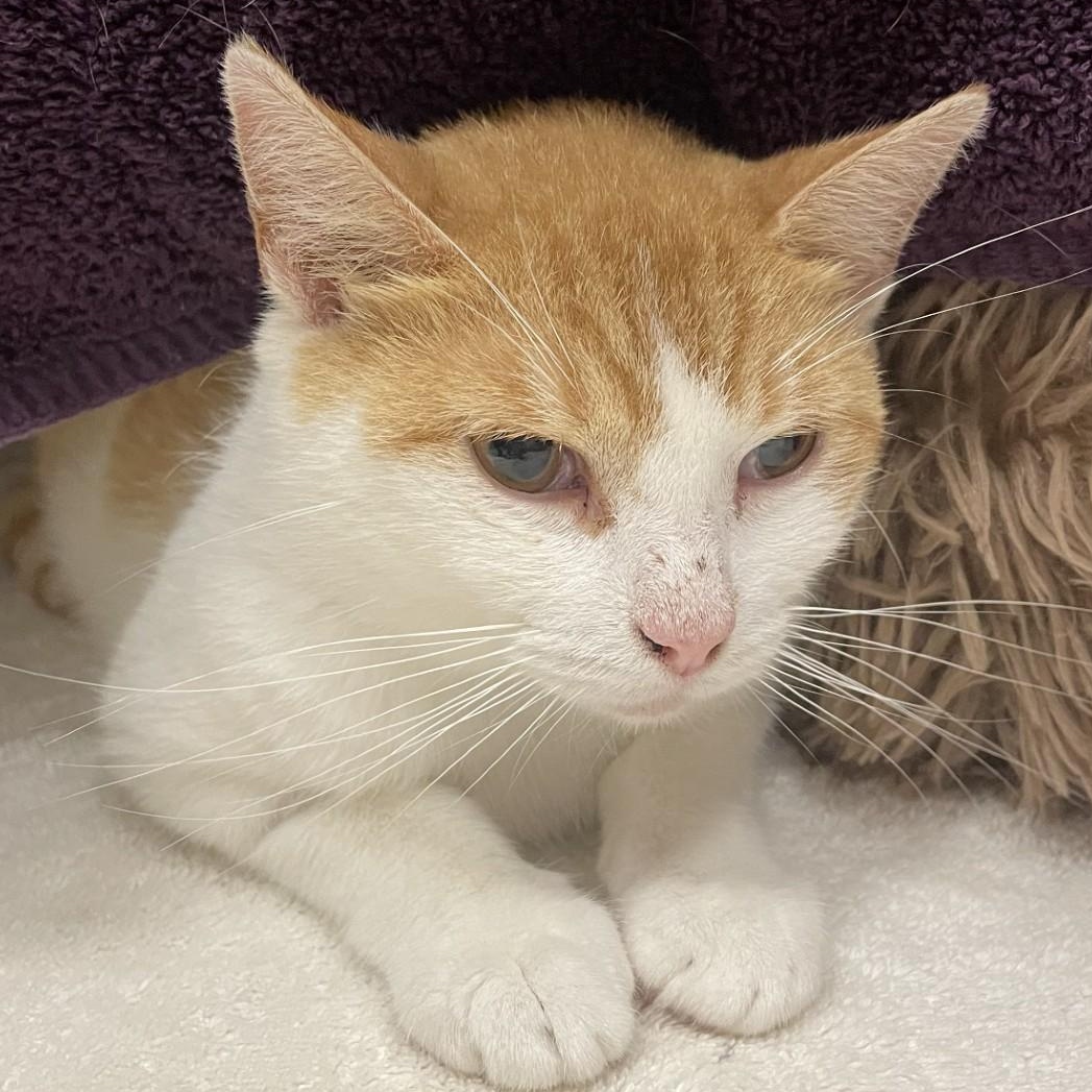 Creamsicle, Adult Female Domestic Short Hair