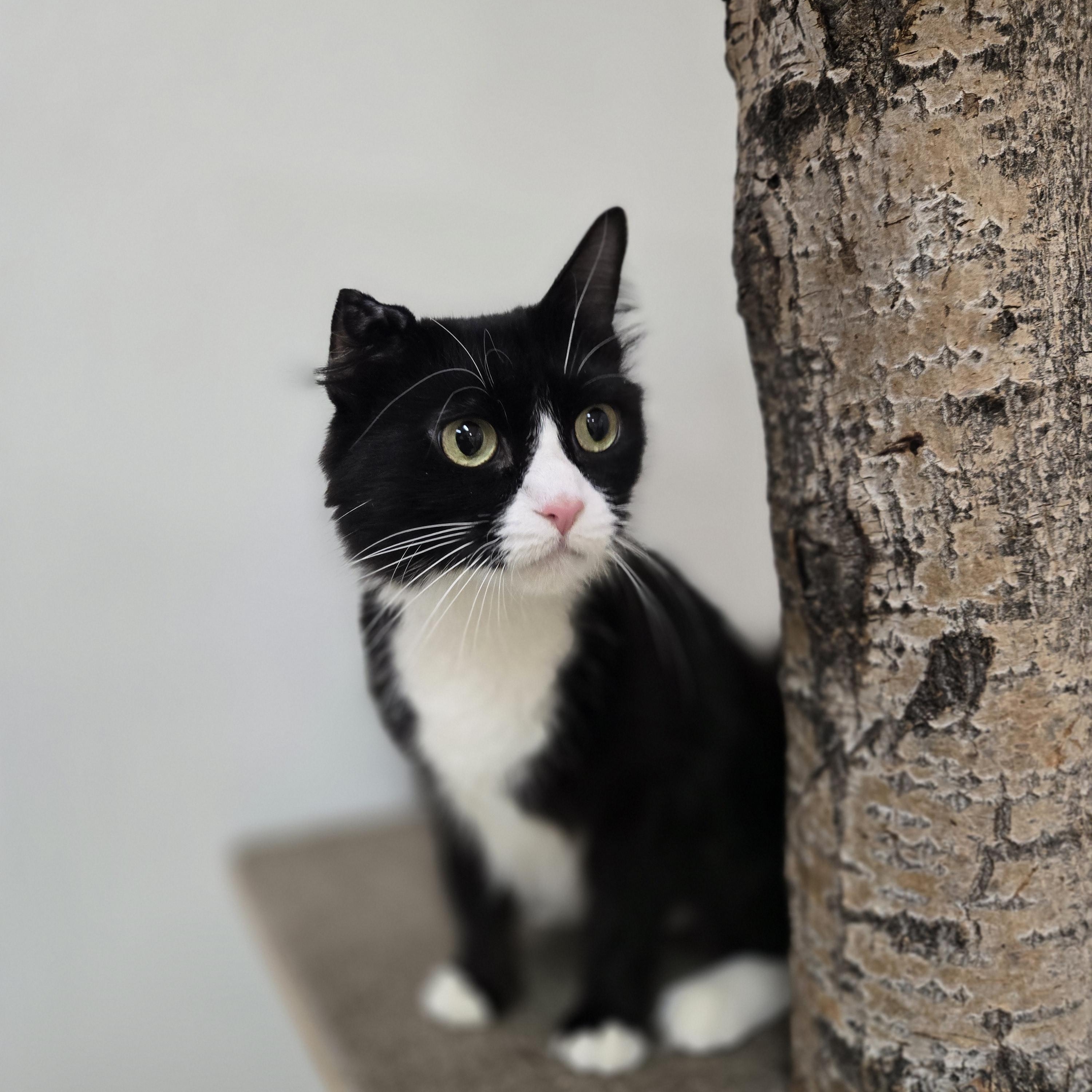 Enlarge Meep, a ADOPTABLE Domestic Medium Hair in Paris, ME image 1/3
