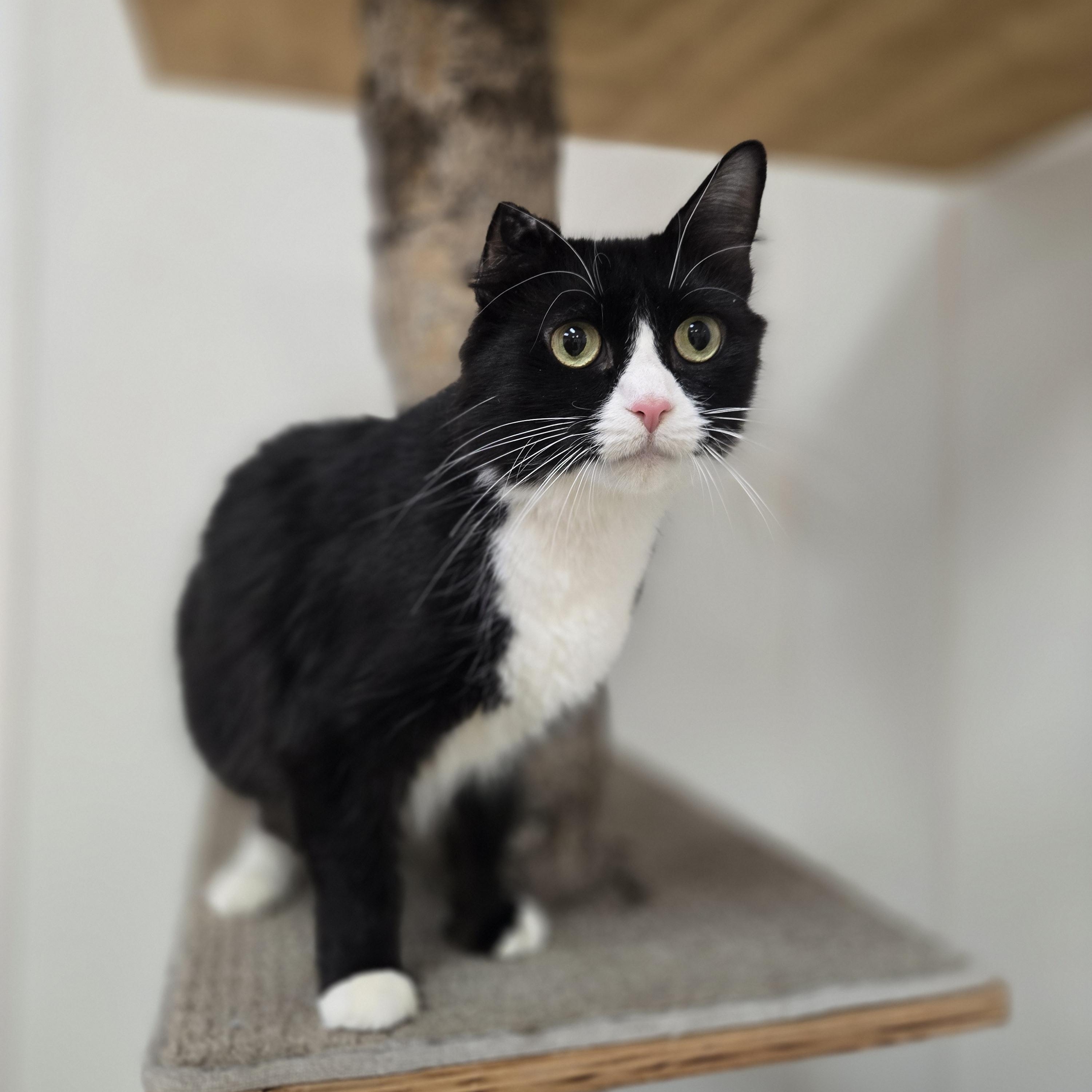 Enlarge Meep, a ADOPTABLE Domestic Medium Hair in Paris, ME image 2/3