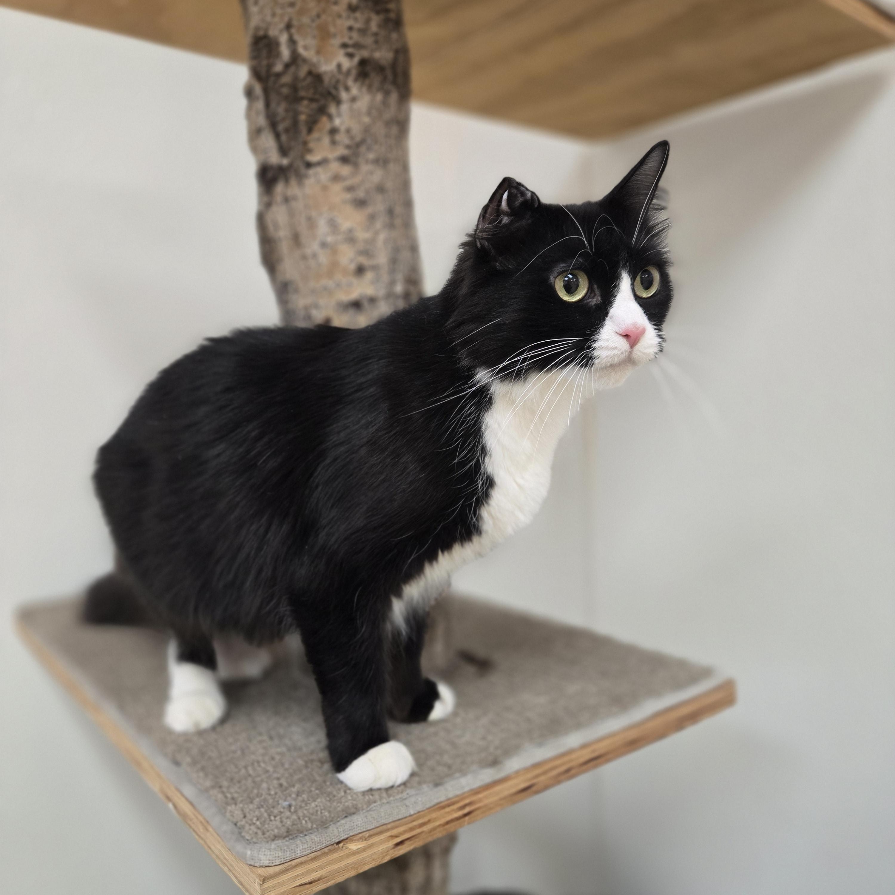 Enlarge Meep, a ADOPTABLE Domestic Medium Hair in Paris, ME image 3/3