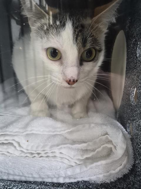 Enlarge ART, a Adoptable Domestic Short Hair in Kent, WA image 1/1