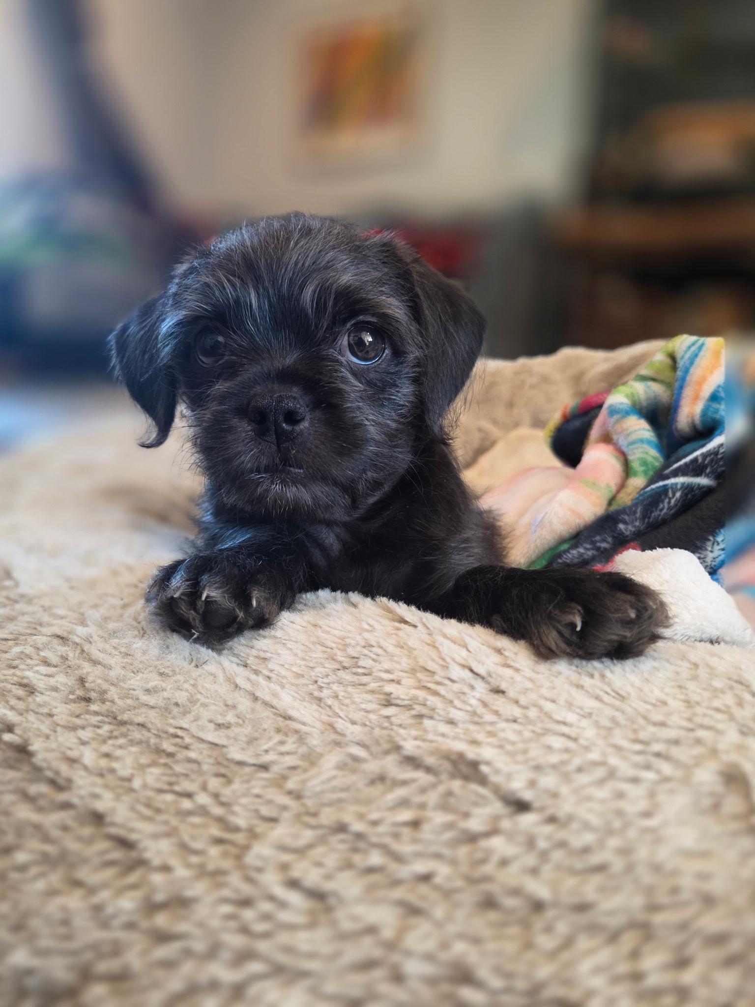 Enlarge Zendaya, a Adoptable mixed breed in Long Beach, CA image 2/6