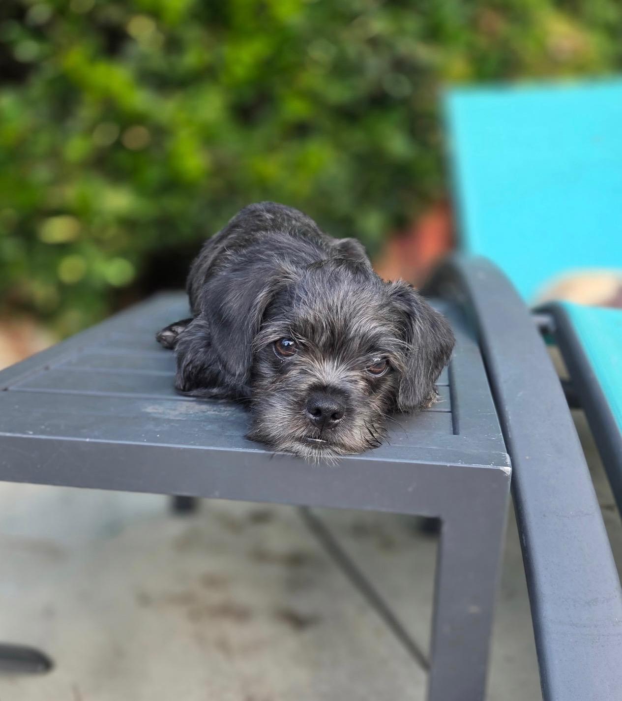 Zendaya, Adoptable, Puppy Female Shih Tzu & Pug.