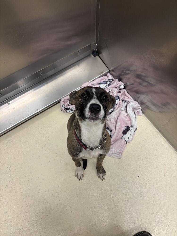 Butch, a Adoptable mixed breed in Kalamazoo, MI image 1/3