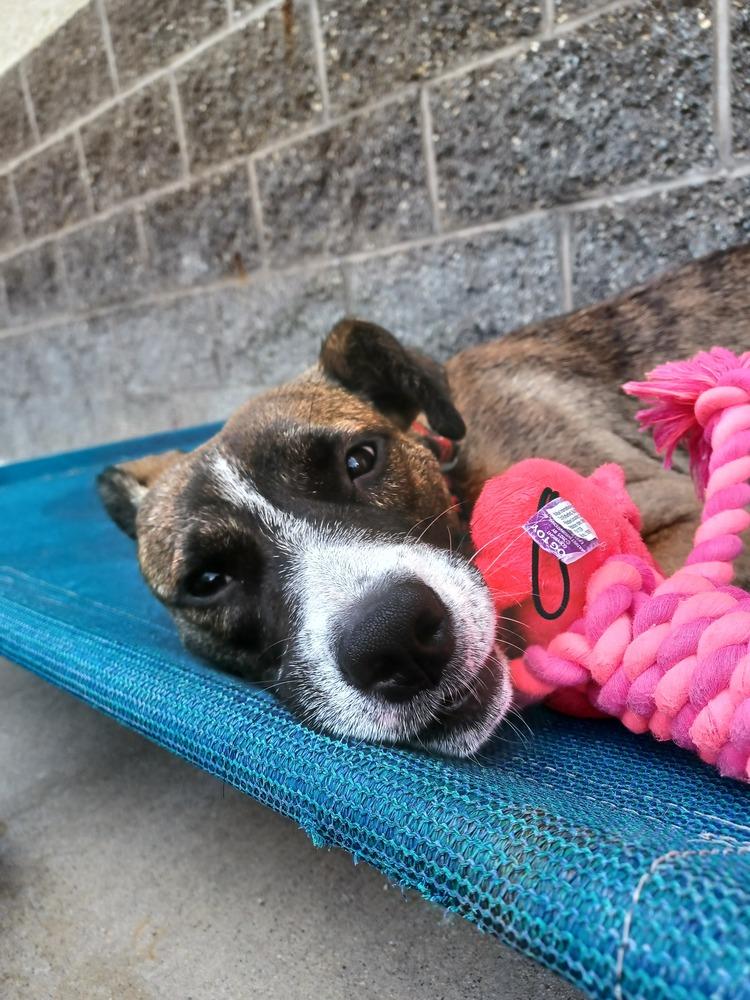 Butch, a Adoptable mixed breed in Kalamazoo, MI image 2/3