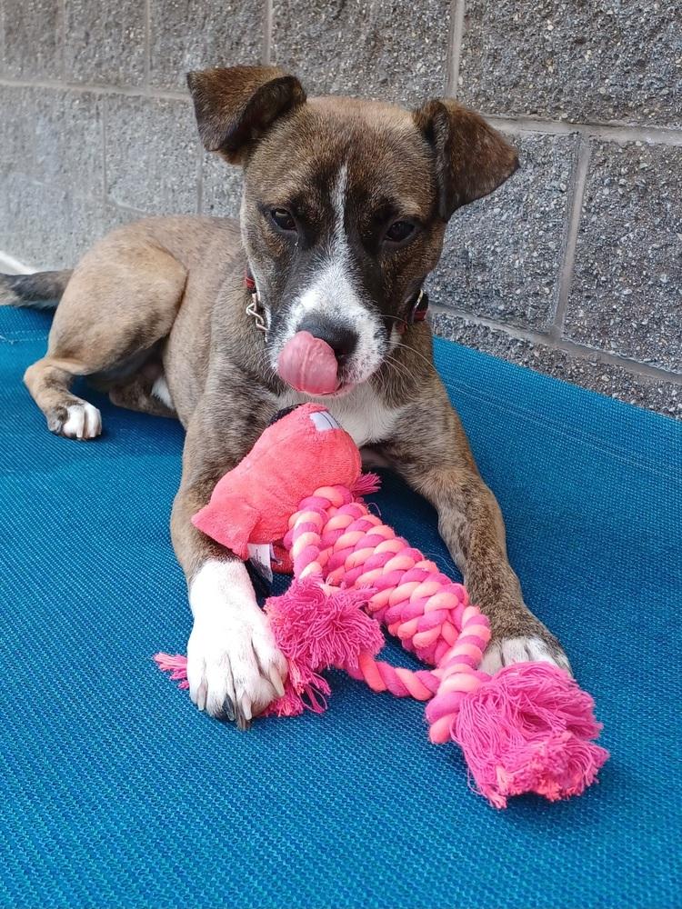 Butch, a Adoptable mixed breed in Kalamazoo, MI image 3/3