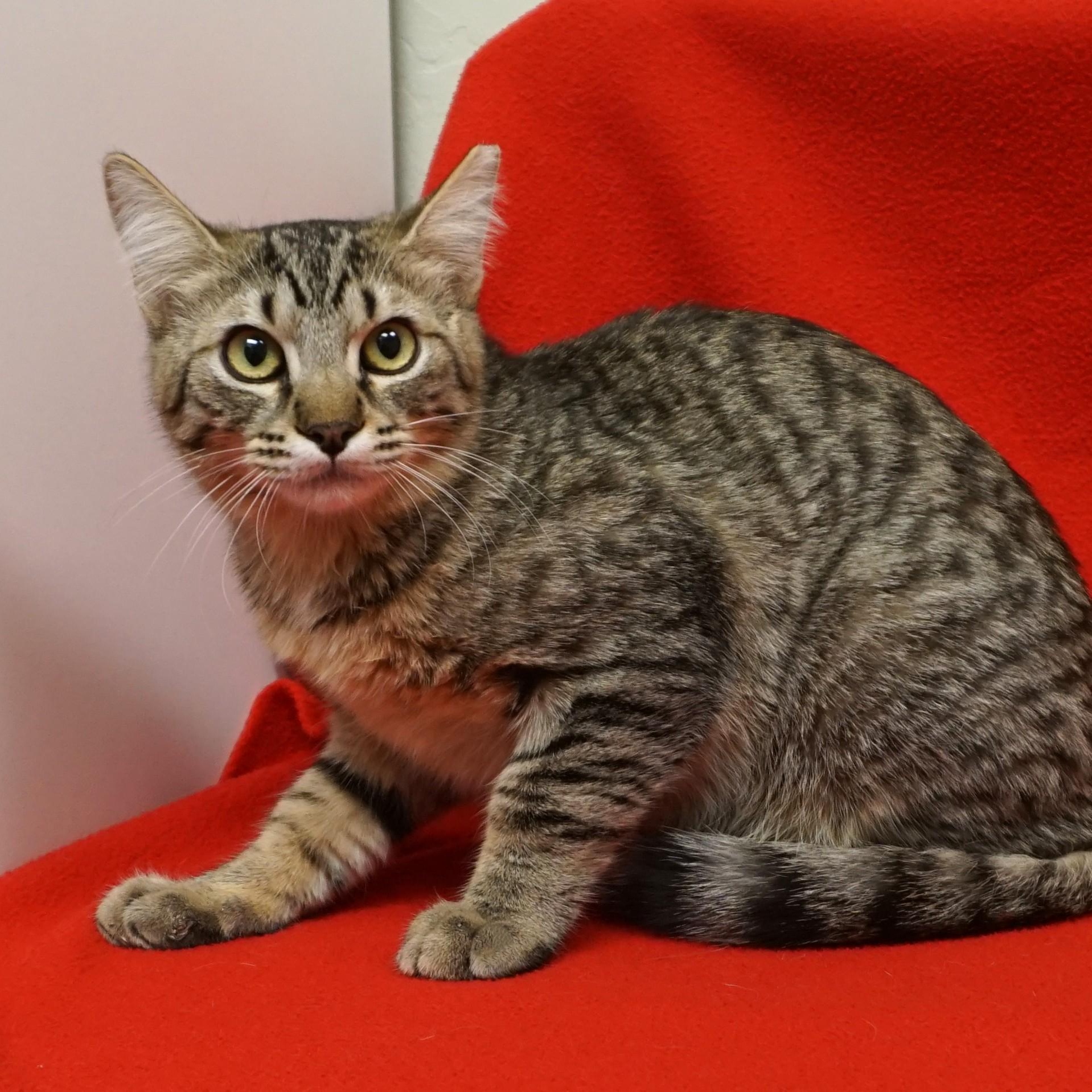 Enlarge Spottie, a ADOPTABLE Domestic Short Hair in Fountain Hills, AZ image 2/5