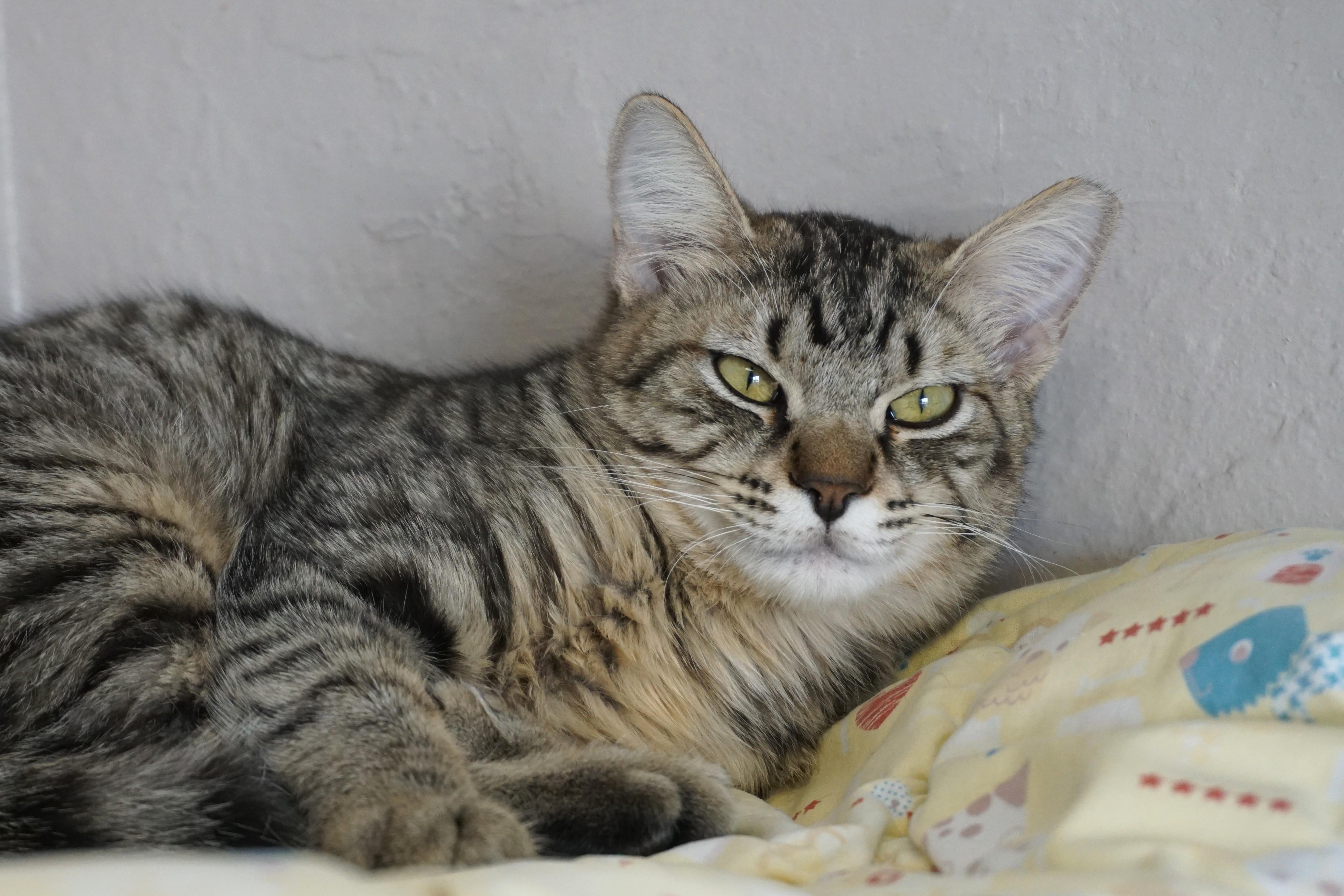 Enlarge Spottie, a ADOPTABLE Domestic Short Hair in Fountain Hills, AZ image 5/5