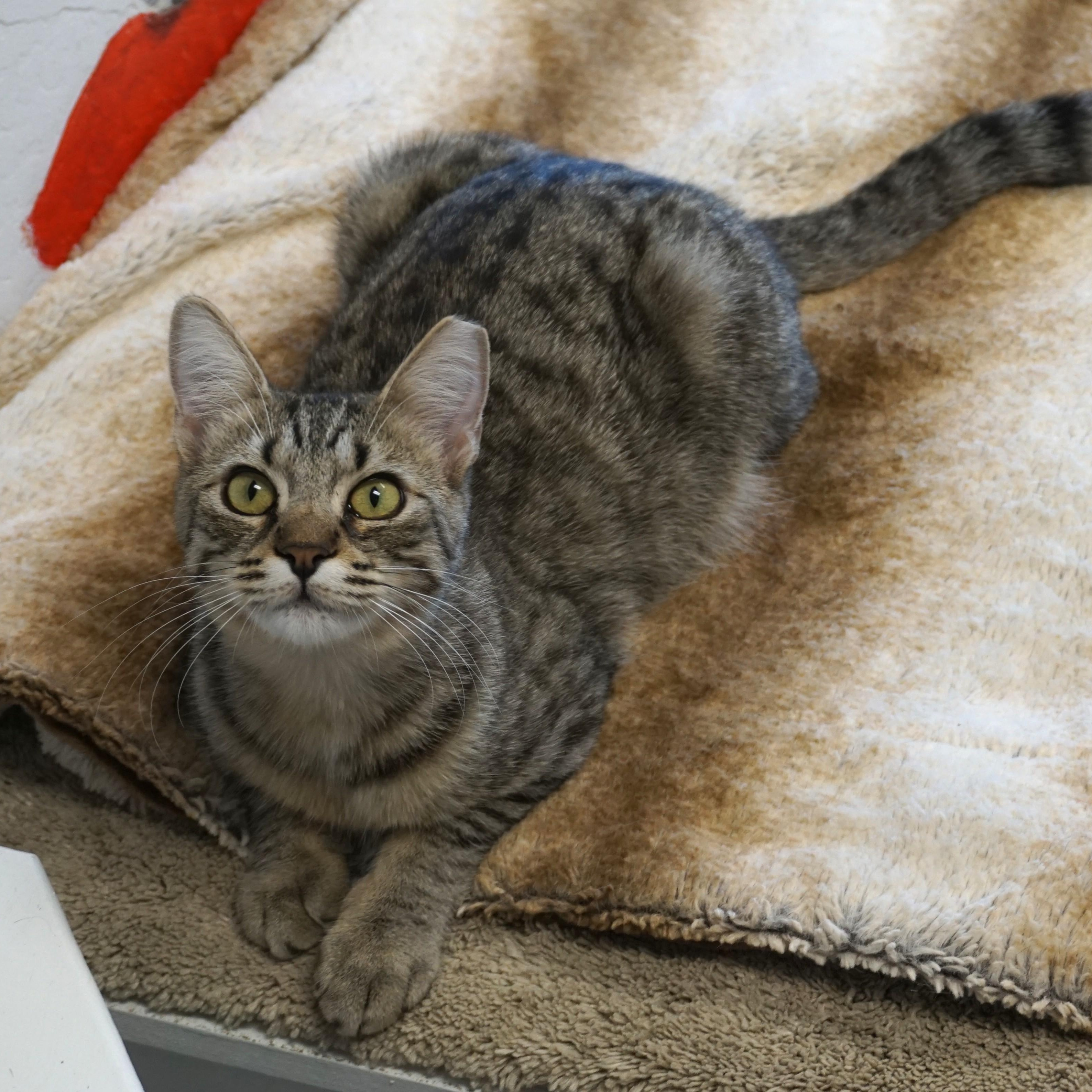 Enlarge Spottie, a ADOPTABLE Domestic Short Hair in Fountain Hills, AZ image 1/5