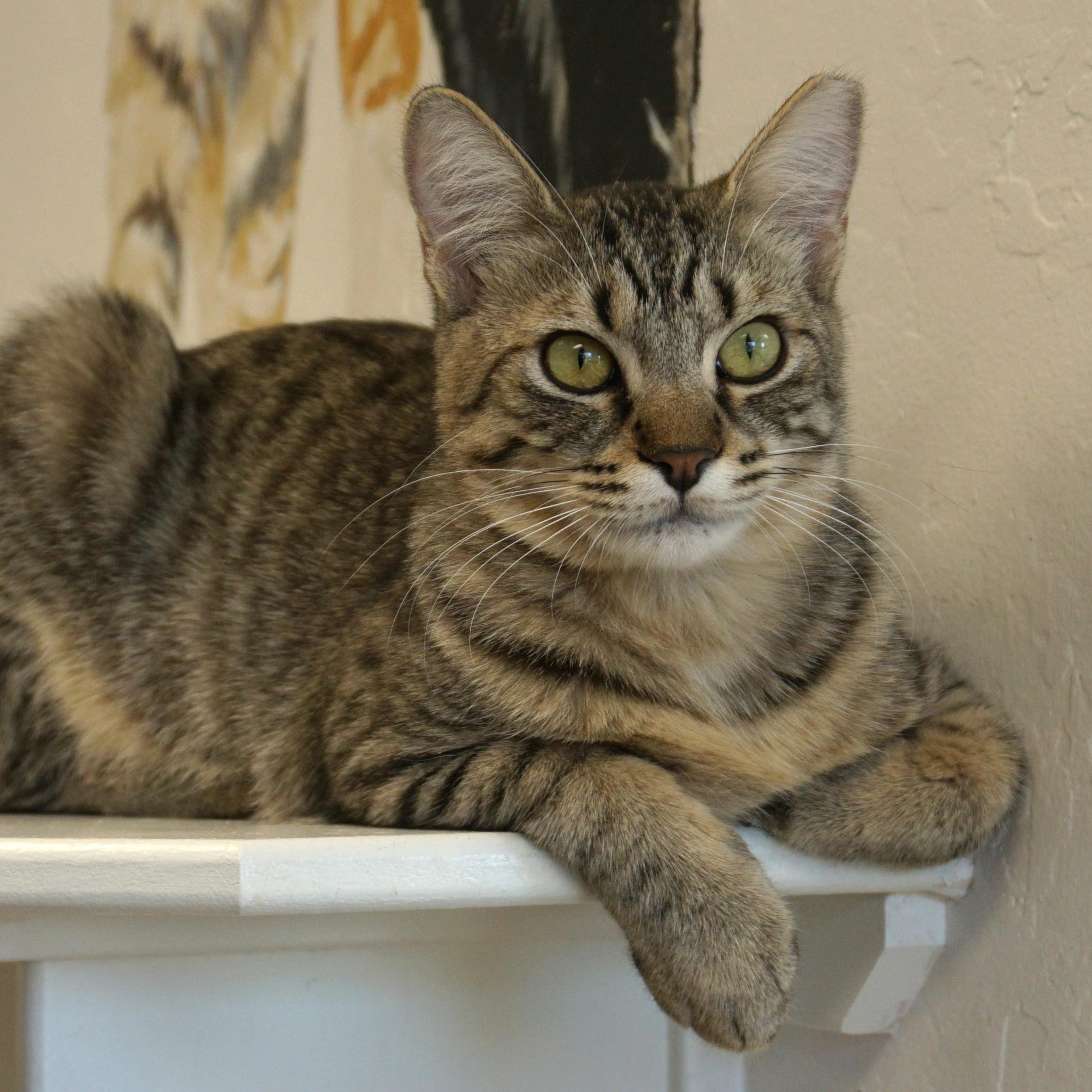 Enlarge Spottie, a ADOPTABLE Domestic Short Hair in Fountain Hills, AZ image 2/5