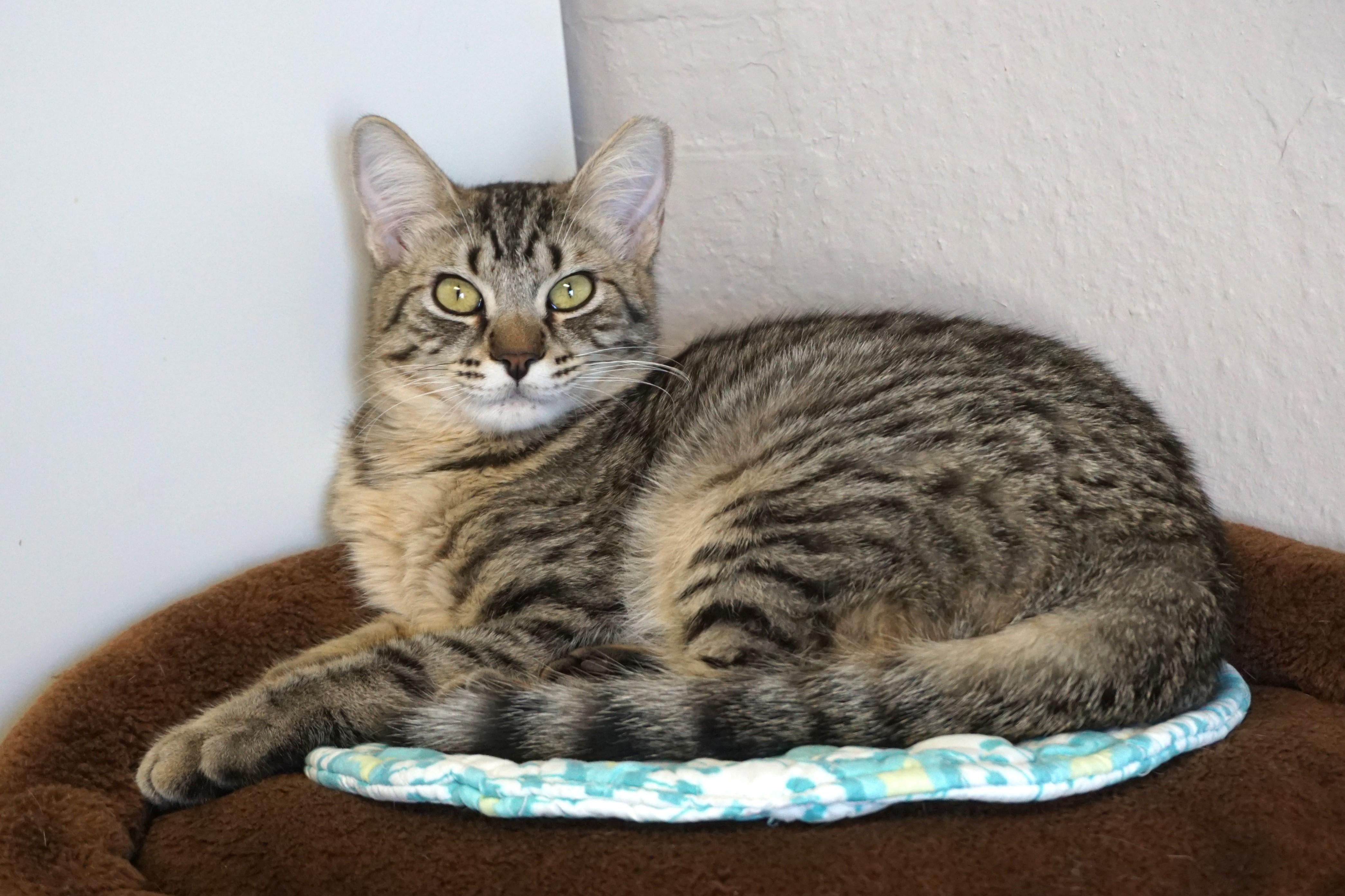 Spottie, ADOPTABLE, Young Male Domestic Short Hair.