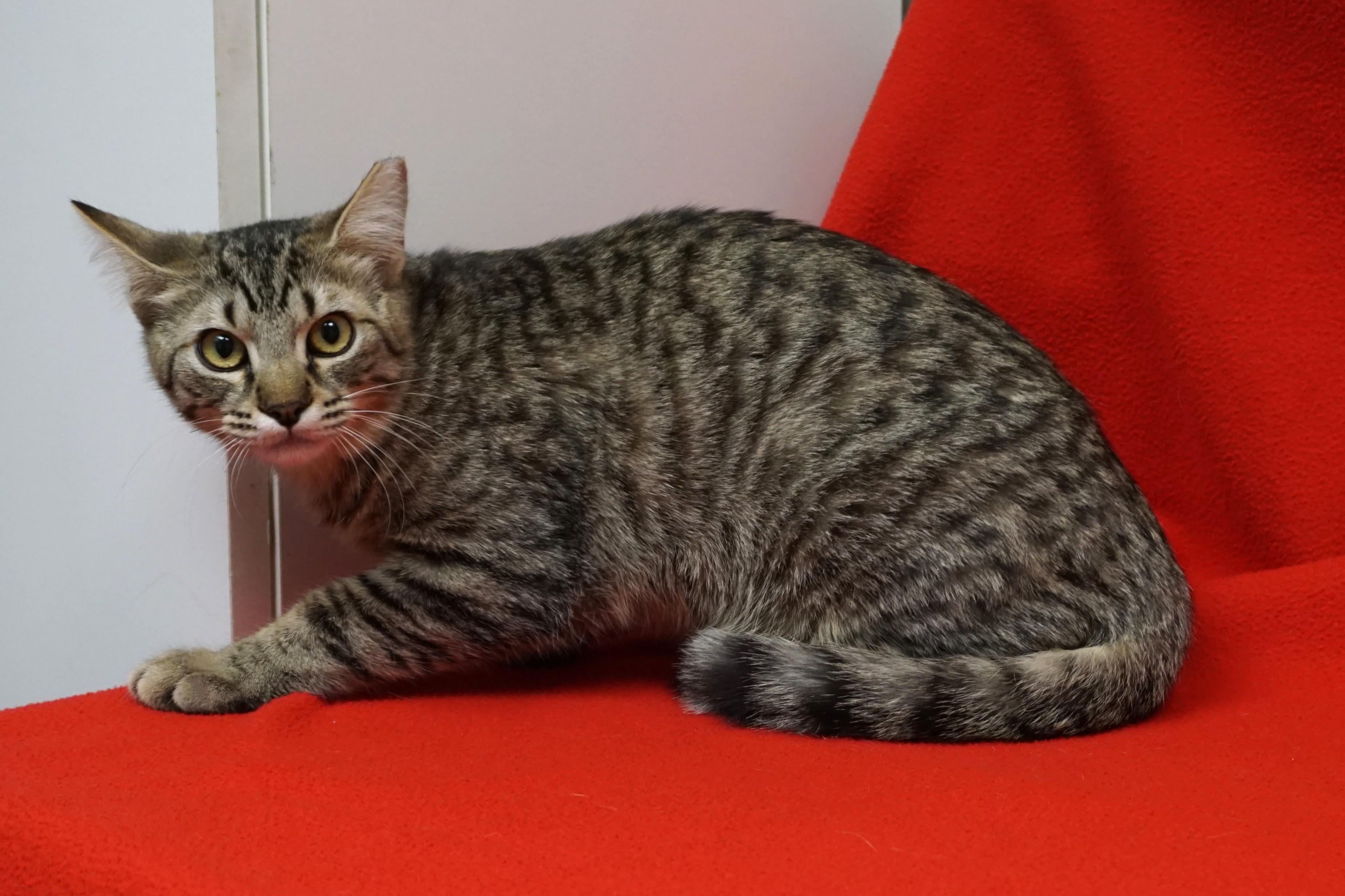 Enlarge Spottie, a ADOPTABLE Domestic Short Hair in Fountain Hills, AZ image 4/5