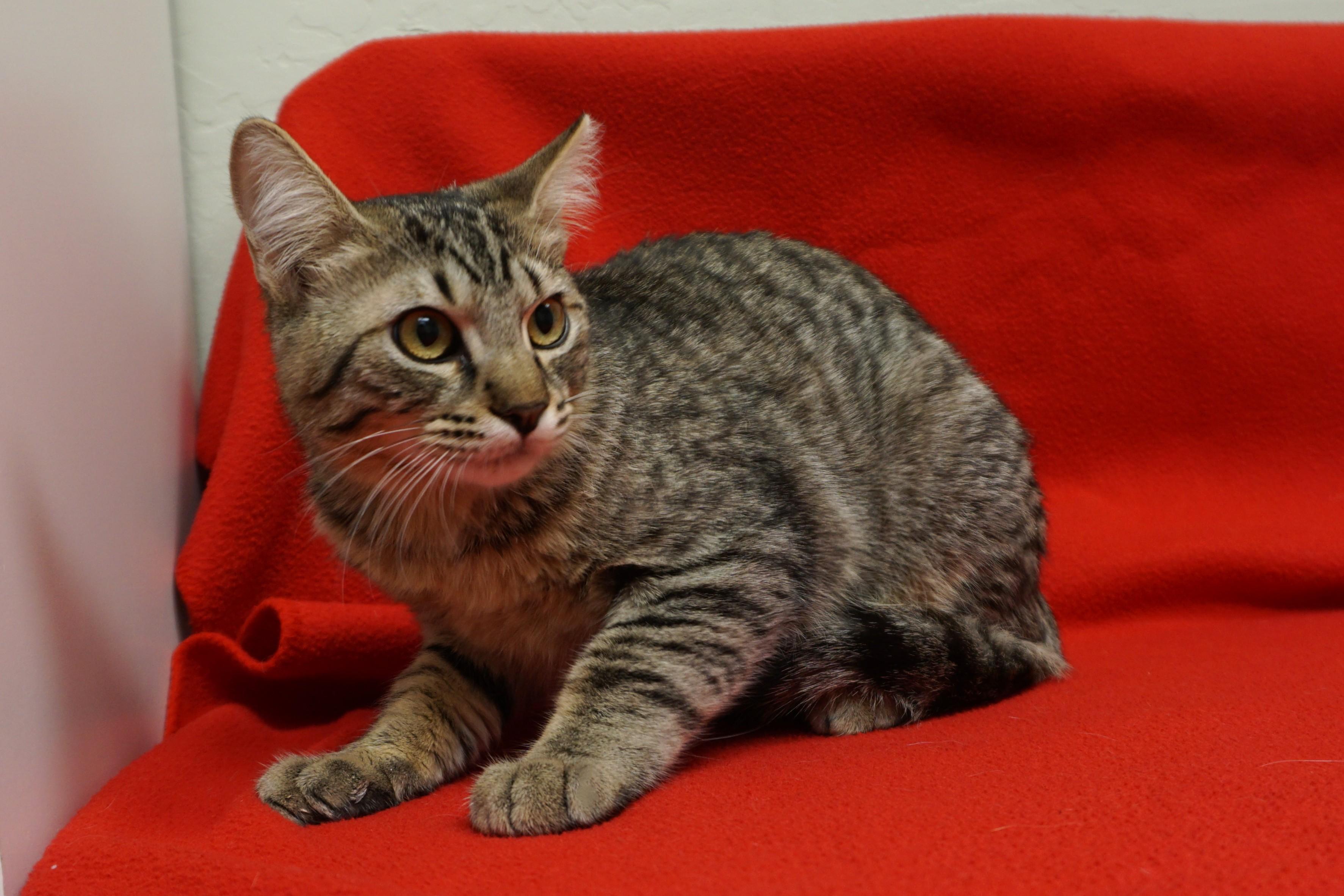 Enlarge Spottie, a ADOPTABLE Domestic Short Hair in Fountain Hills, AZ image 3/5