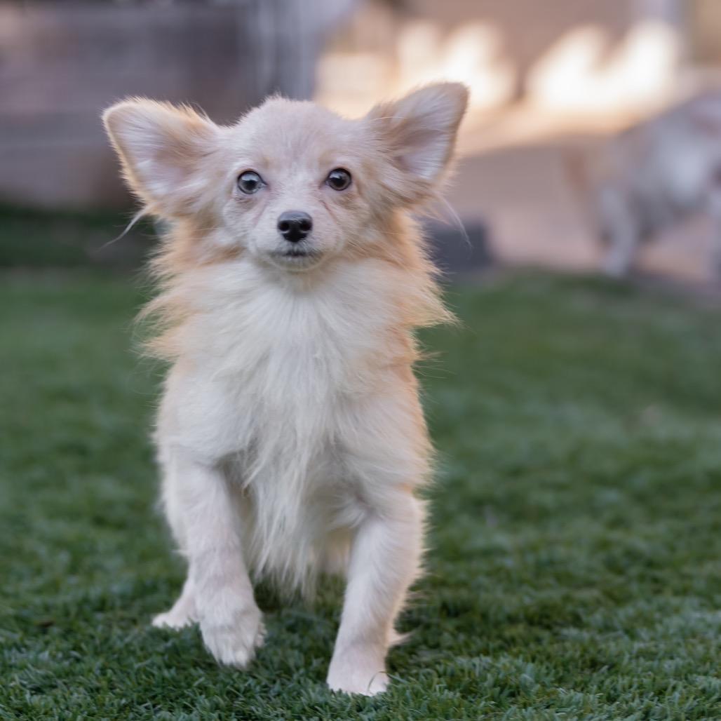 Enlarge Jimmy Chew, a Adoptable mixed breed in San Diego, CA image 1/6