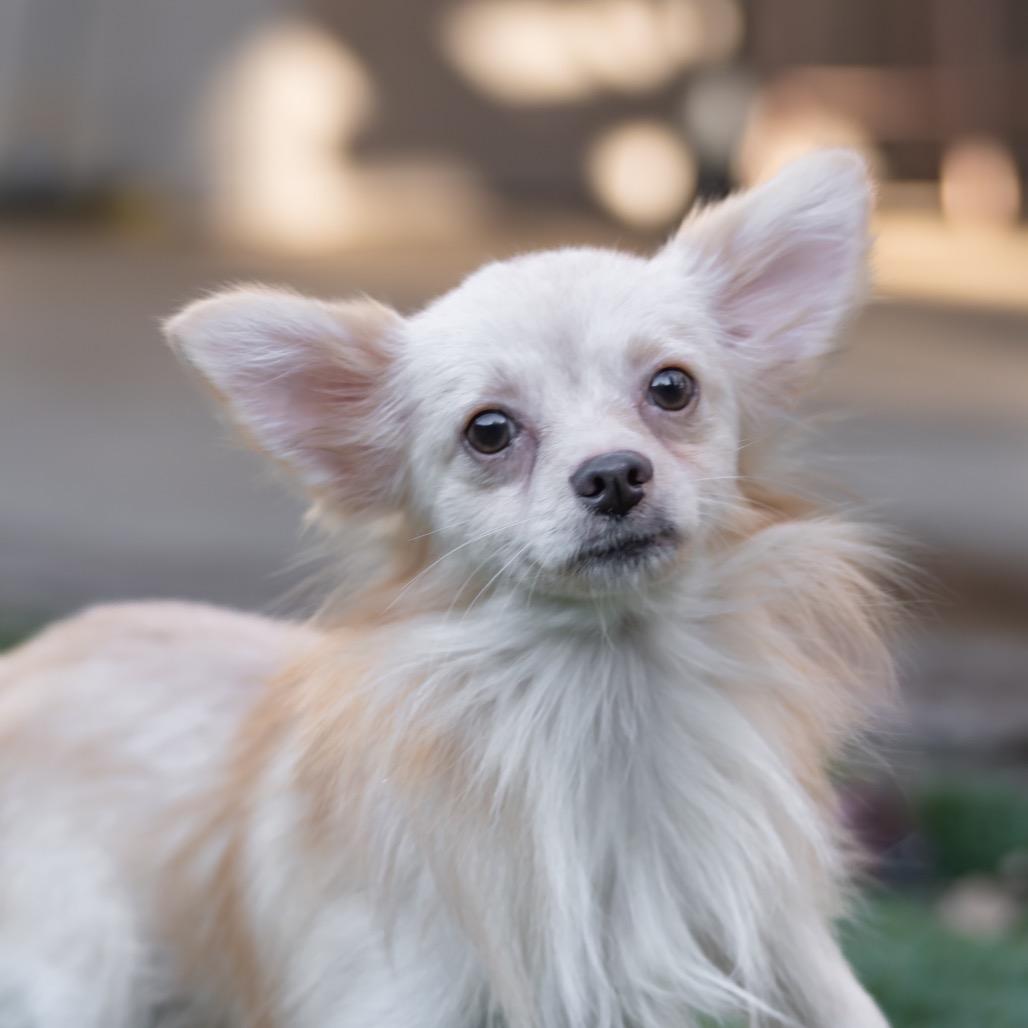 Enlarge Jimmy Chew, a Adoptable mixed breed in San Diego, CA image 3/6