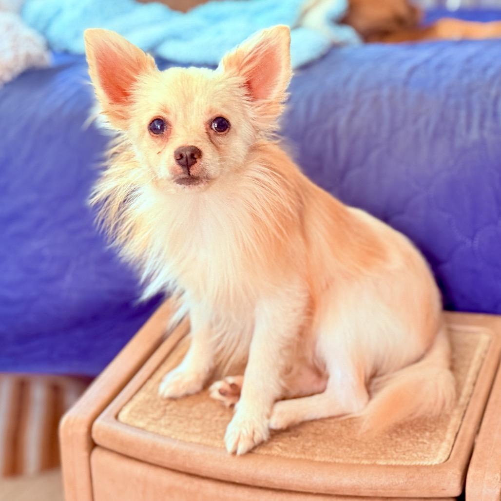 Enlarge Jimmy Chew, a Adoptable mixed breed in San Diego, CA image 4/6