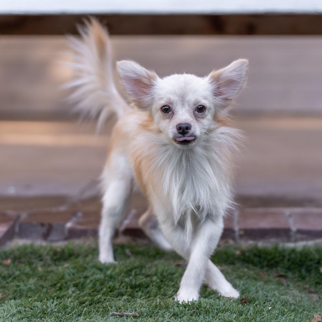 Enlarge Jimmy Chew, a Adoptable mixed breed in San Diego, CA image 5/6