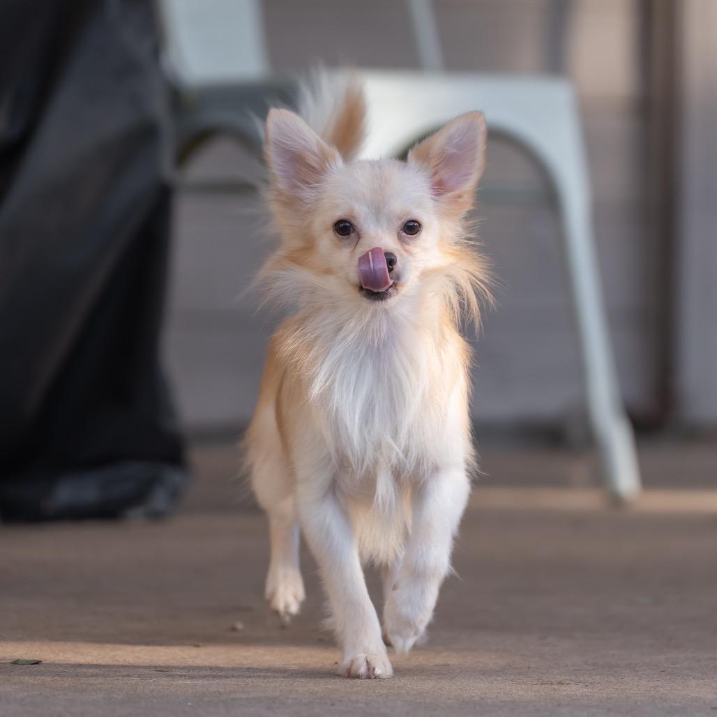 Enlarge Jimmy Chew, a Adoptable mixed breed in San Diego, CA image 6/6