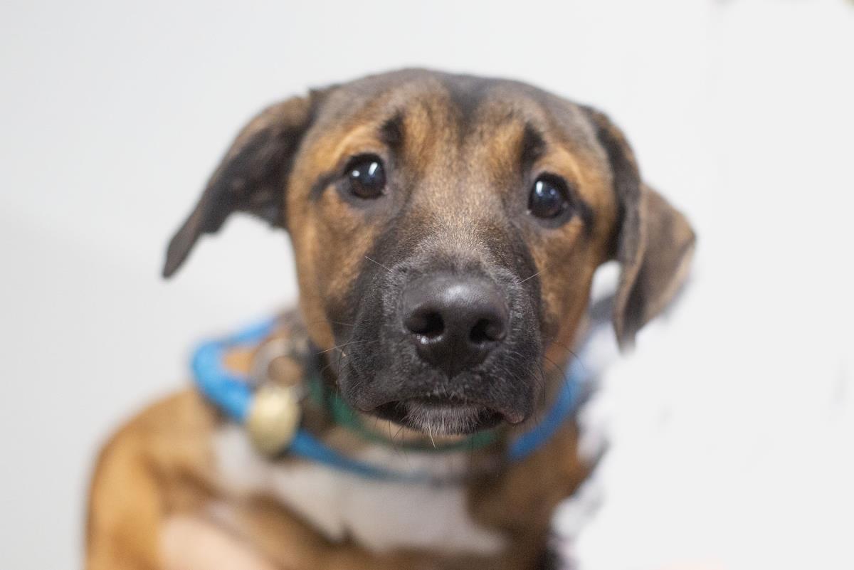 Bandit, Adoptable, Young Male Black Mouth Cur.