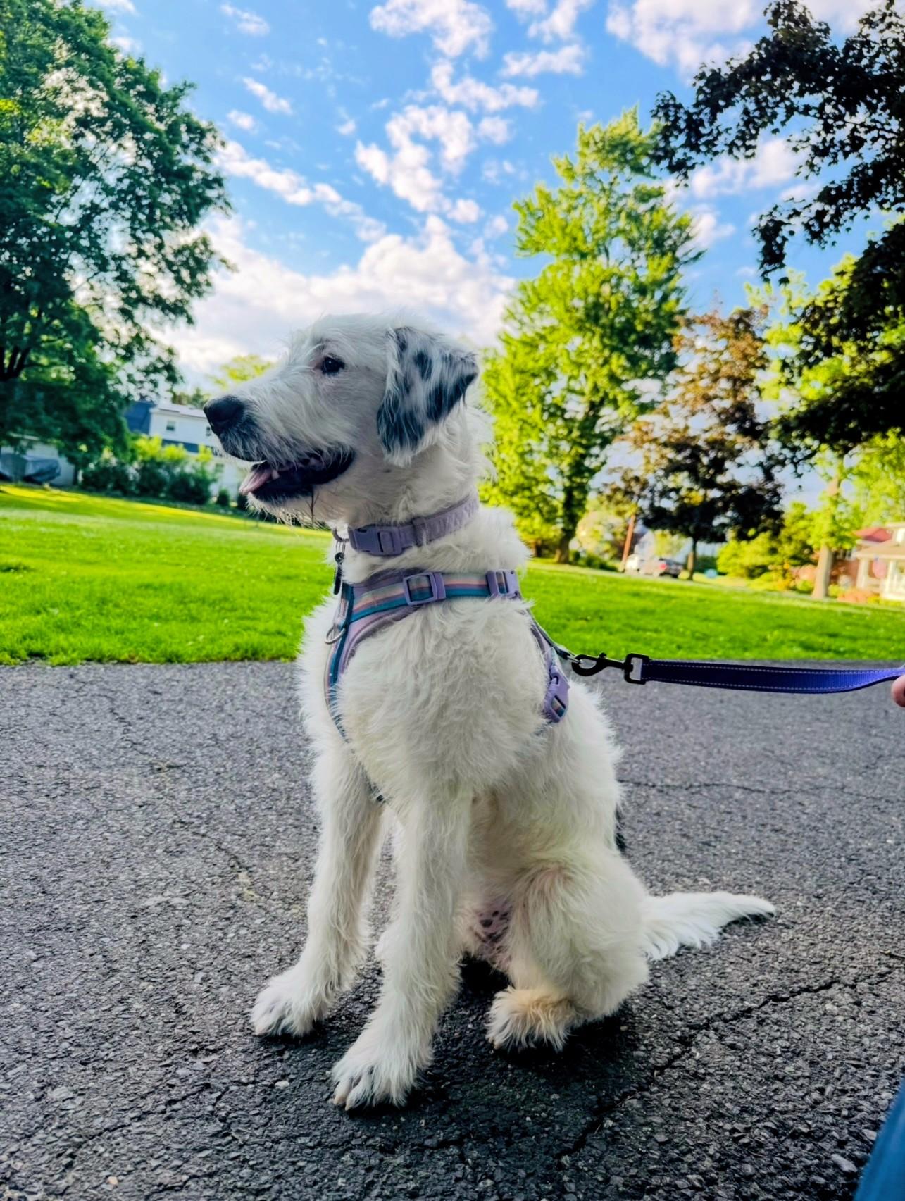 Enlarge Ava, a ADOPTABLE mixed breed in Willington, CT image 2/4