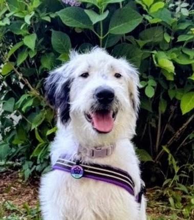 Enlarge Ava, a ADOPTABLE mixed breed in Willington, CT image 1/4
