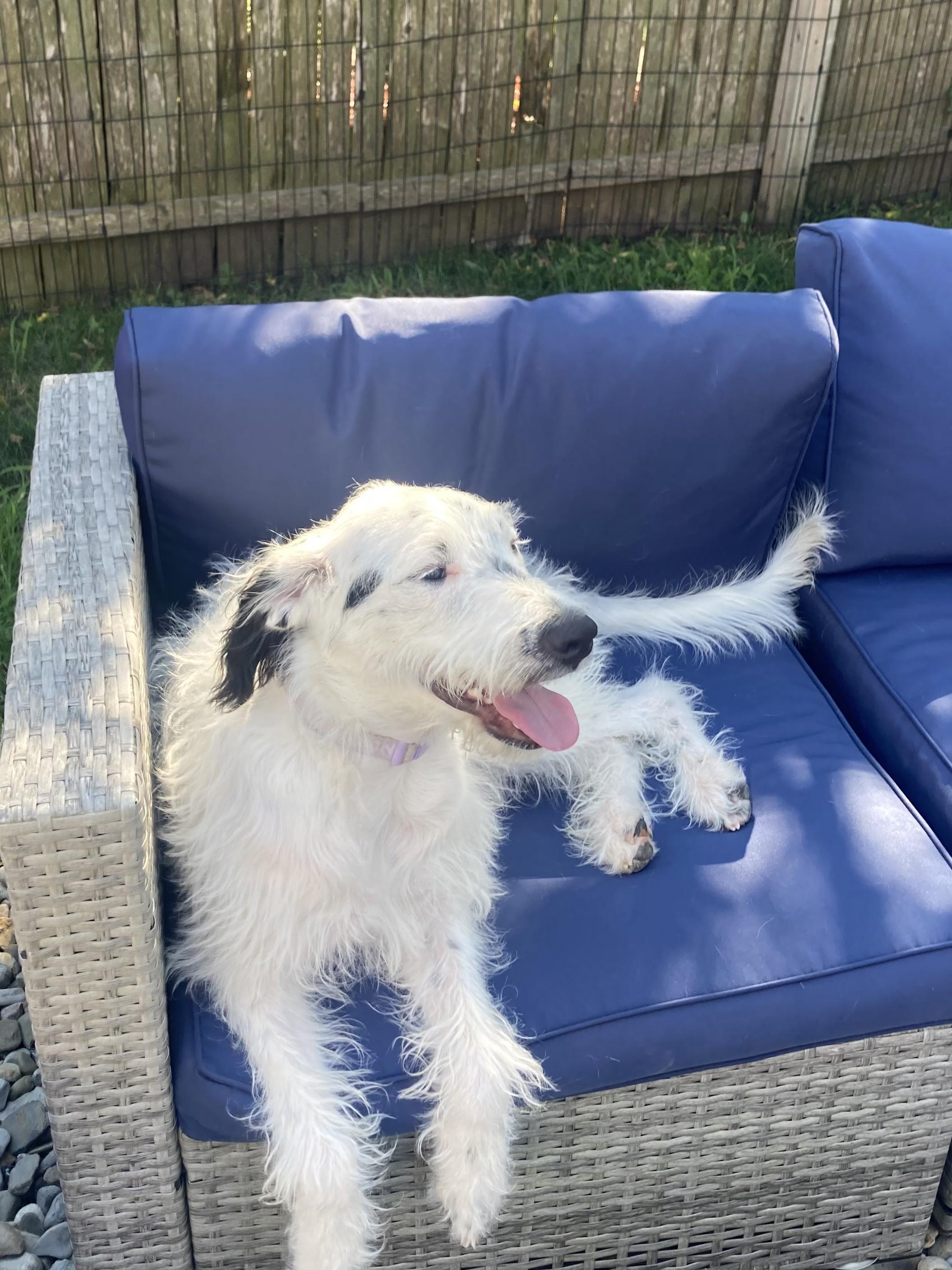 Ava - Fostered in NJ, a ADOPTABLE mixed breed in Willington, CT image 2/6