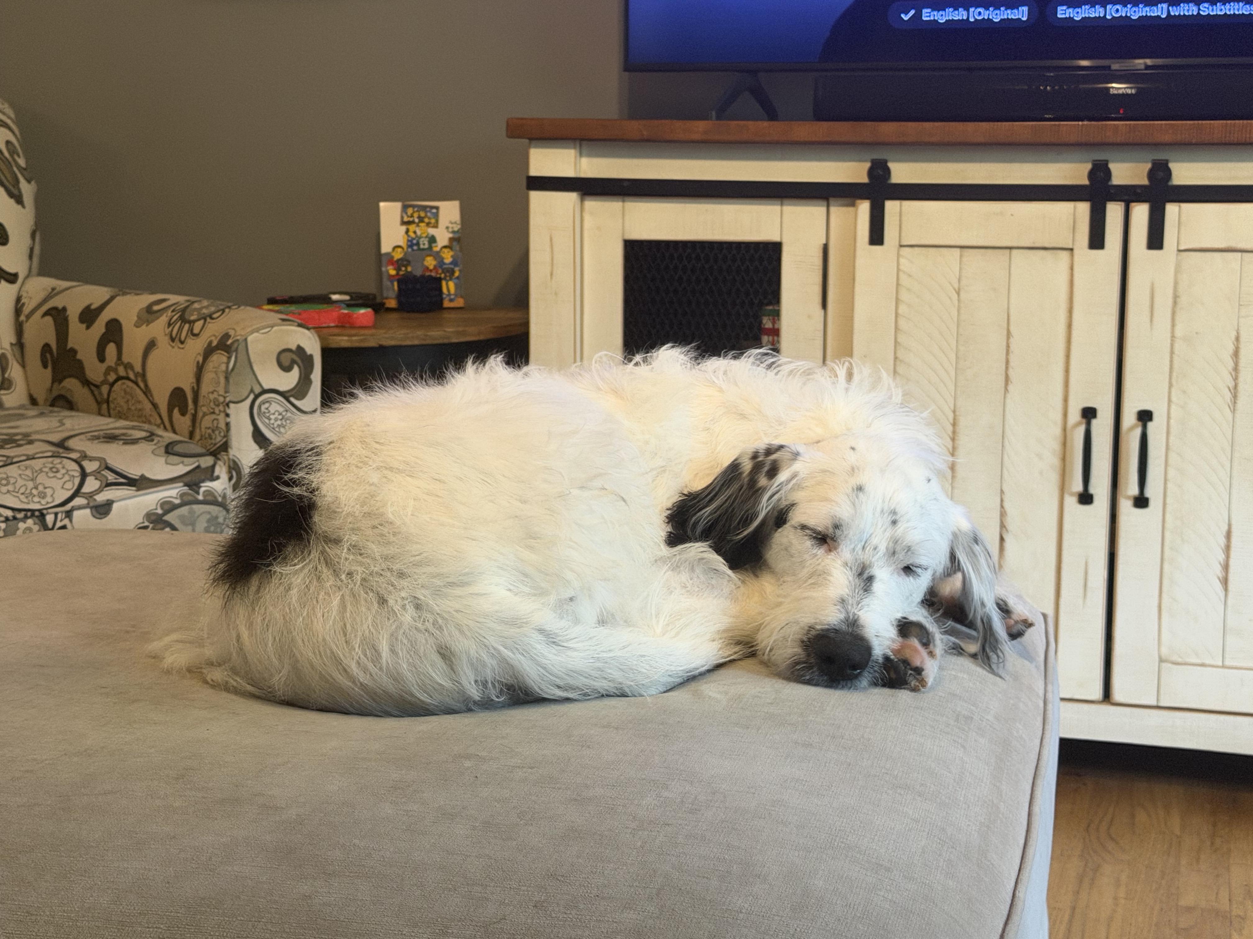 Ava - Fostered in NJ, a ADOPTABLE mixed breed in Willington, CT image 6/6