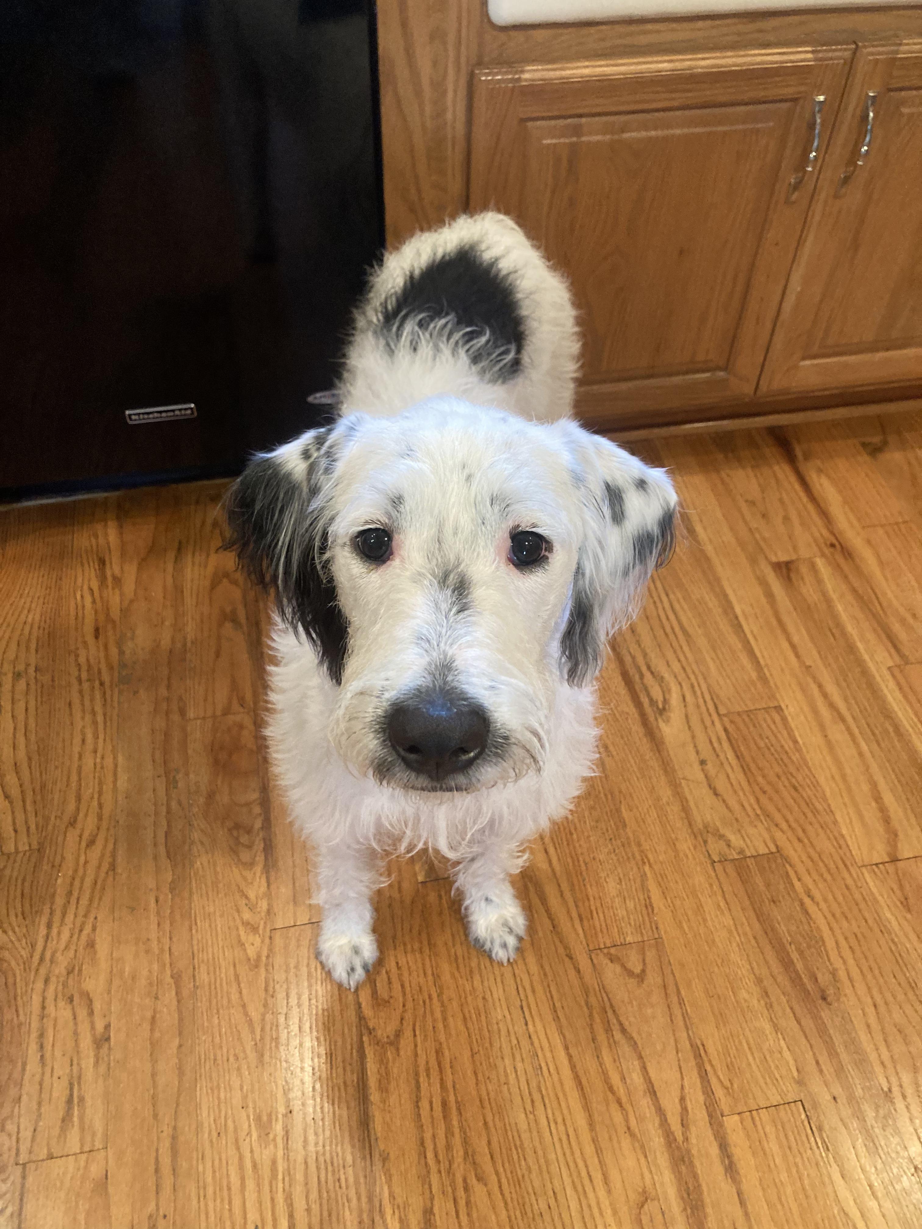 Ava - Fostered in NJ, a ADOPTABLE mixed breed in Willington, CT image 3/6