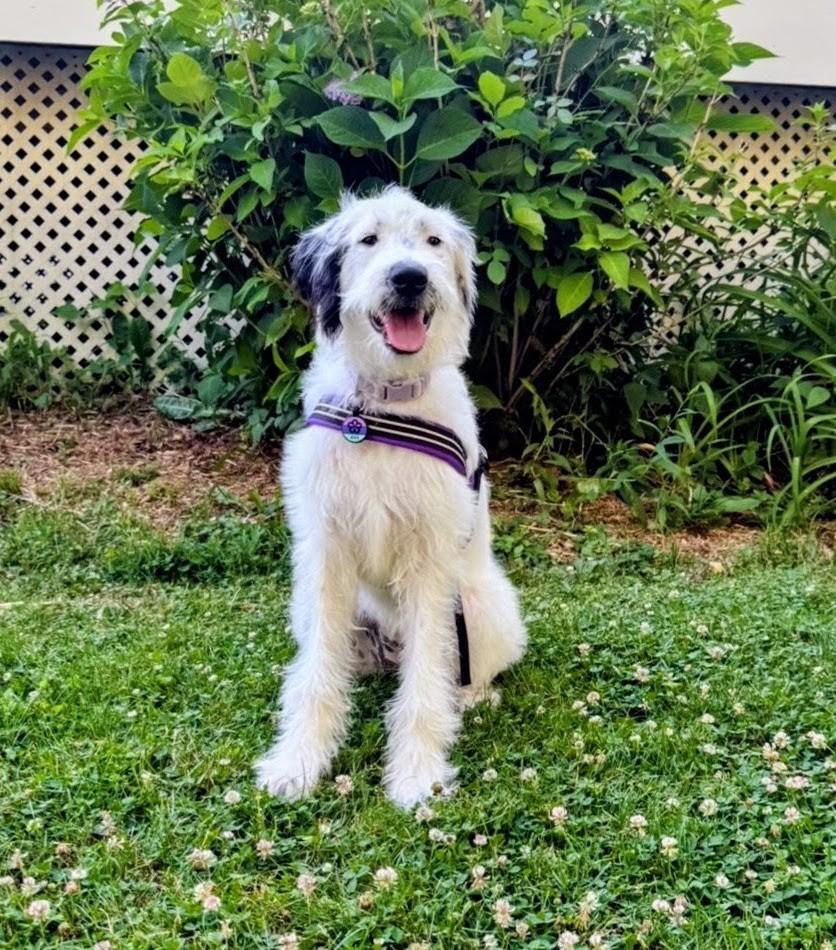 Enlarge Ava, a ADOPTABLE mixed breed in Willington, CT image 4/4