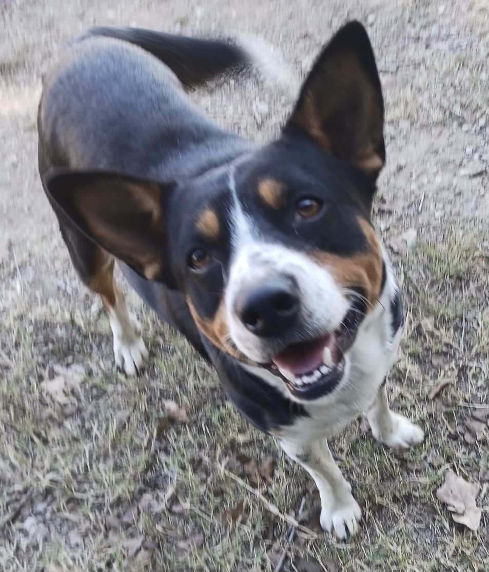 Seven and Spot, Adult Male unknown