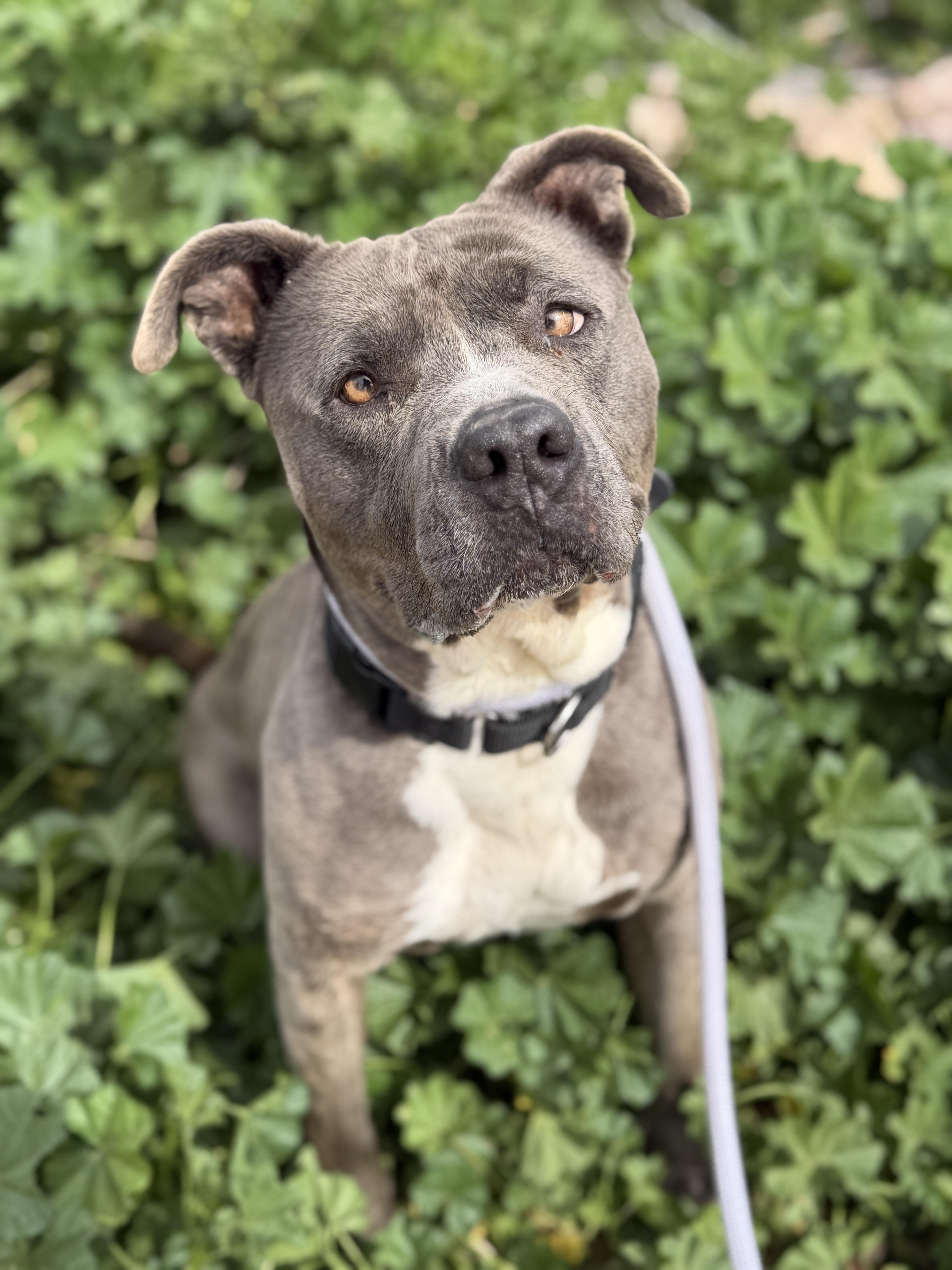 Enlarge Harley, a ADOPTABLE Pit Bull Terrier in Sierra Vista, AZ image 3/3