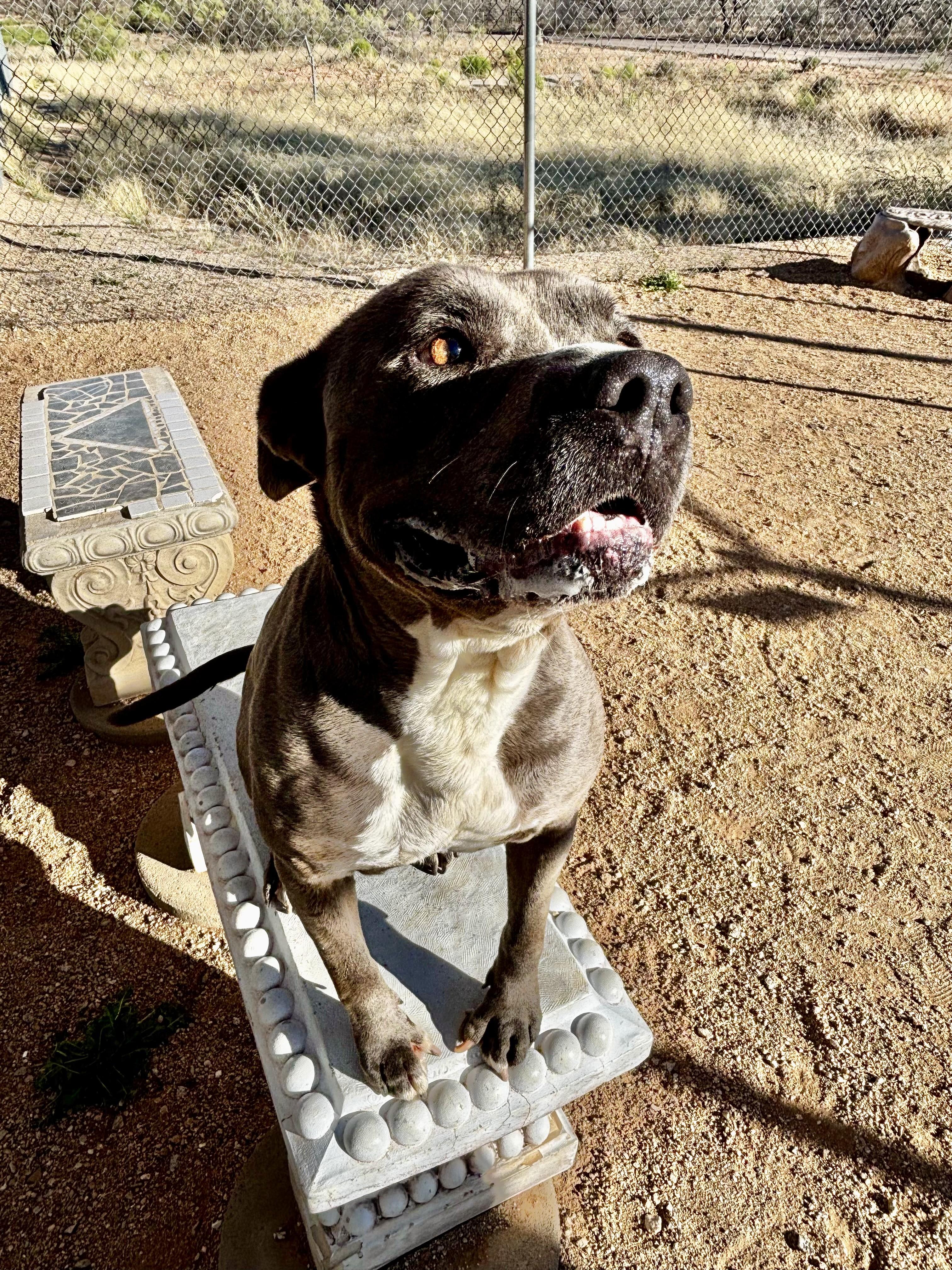 Enlarge Harley, a ADOPTABLE Pit Bull Terrier in Sierra Vista, AZ image 2/3