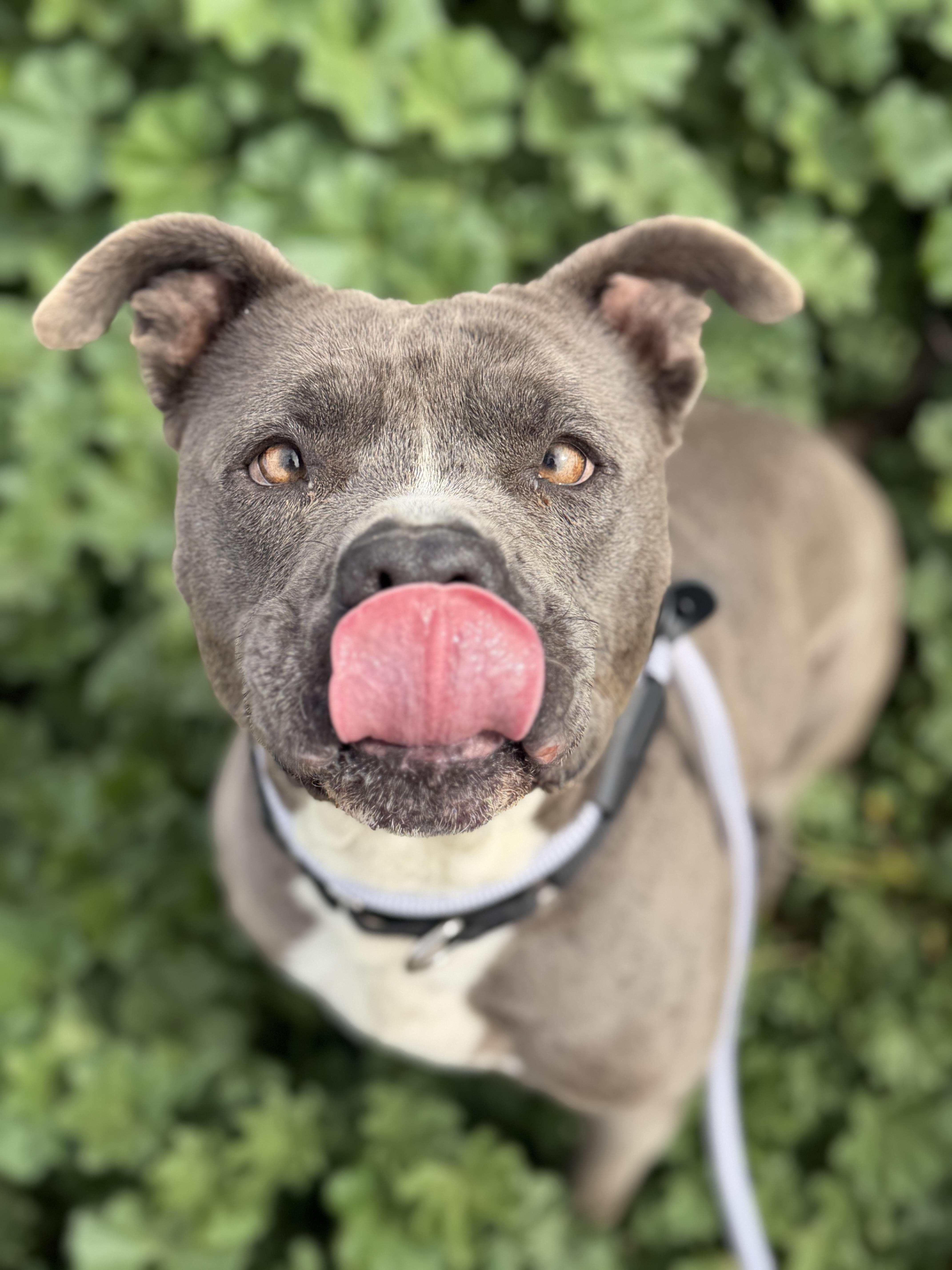 Harley, ADOPTABLE, Adult Female Pit Bull Terrier.