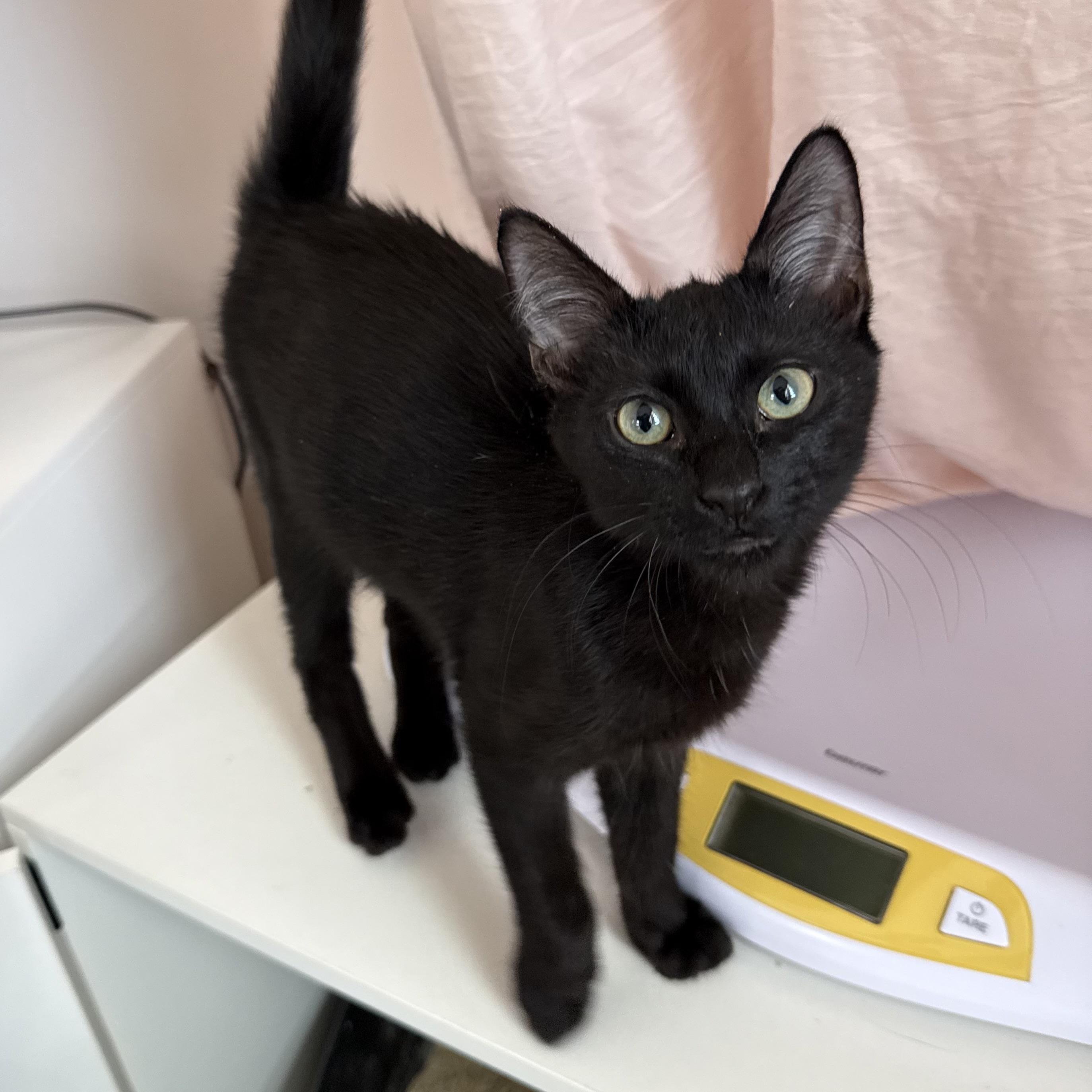 Enlarge Napster, a ADOPTABLE Domestic Short Hair in Parkland, FL image 1/3