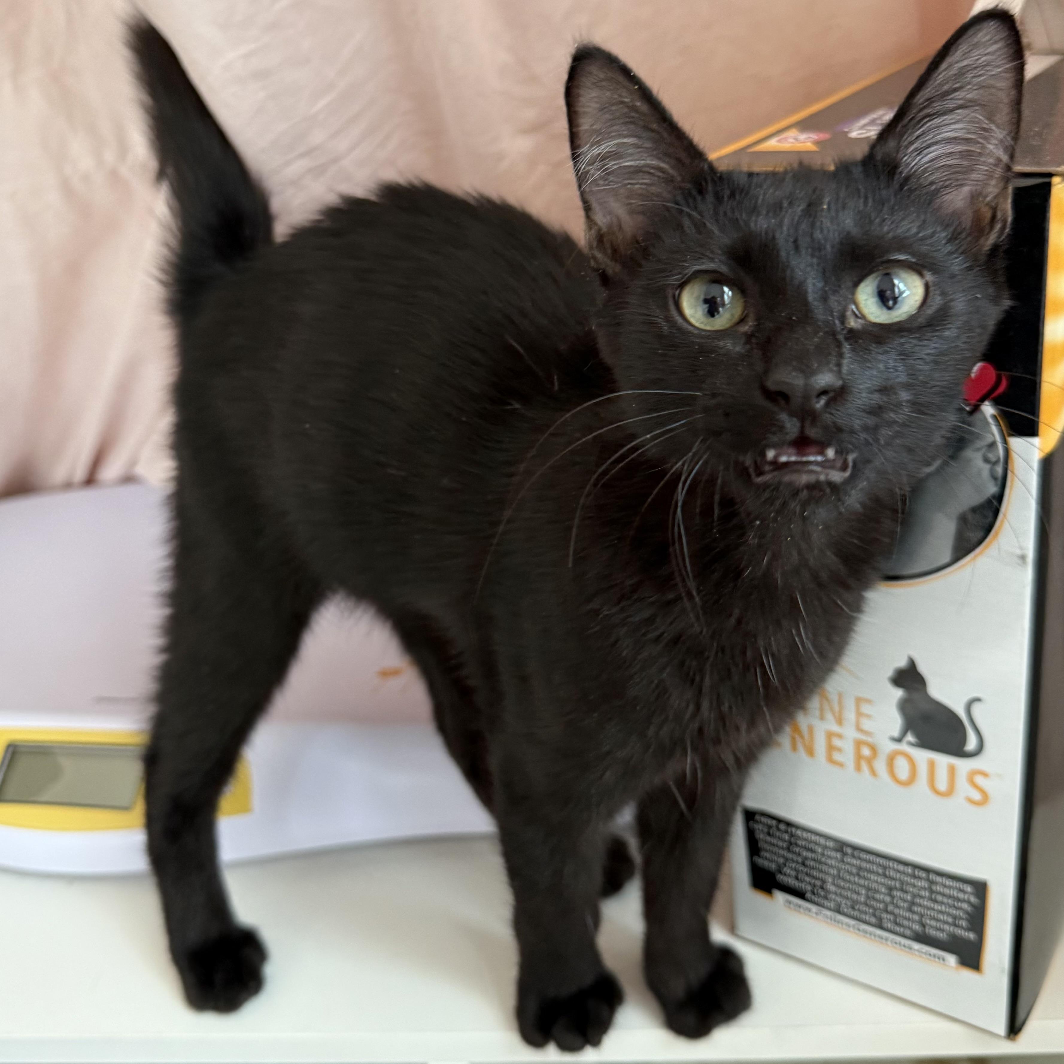 Enlarge Napster, a ADOPTABLE Domestic Short Hair in Parkland, FL image 2/3