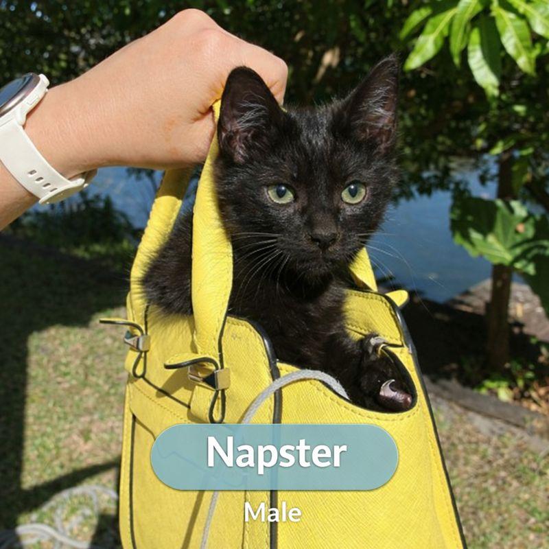 Napster, ADOPTABLE, Young Male Domestic Short Hair.