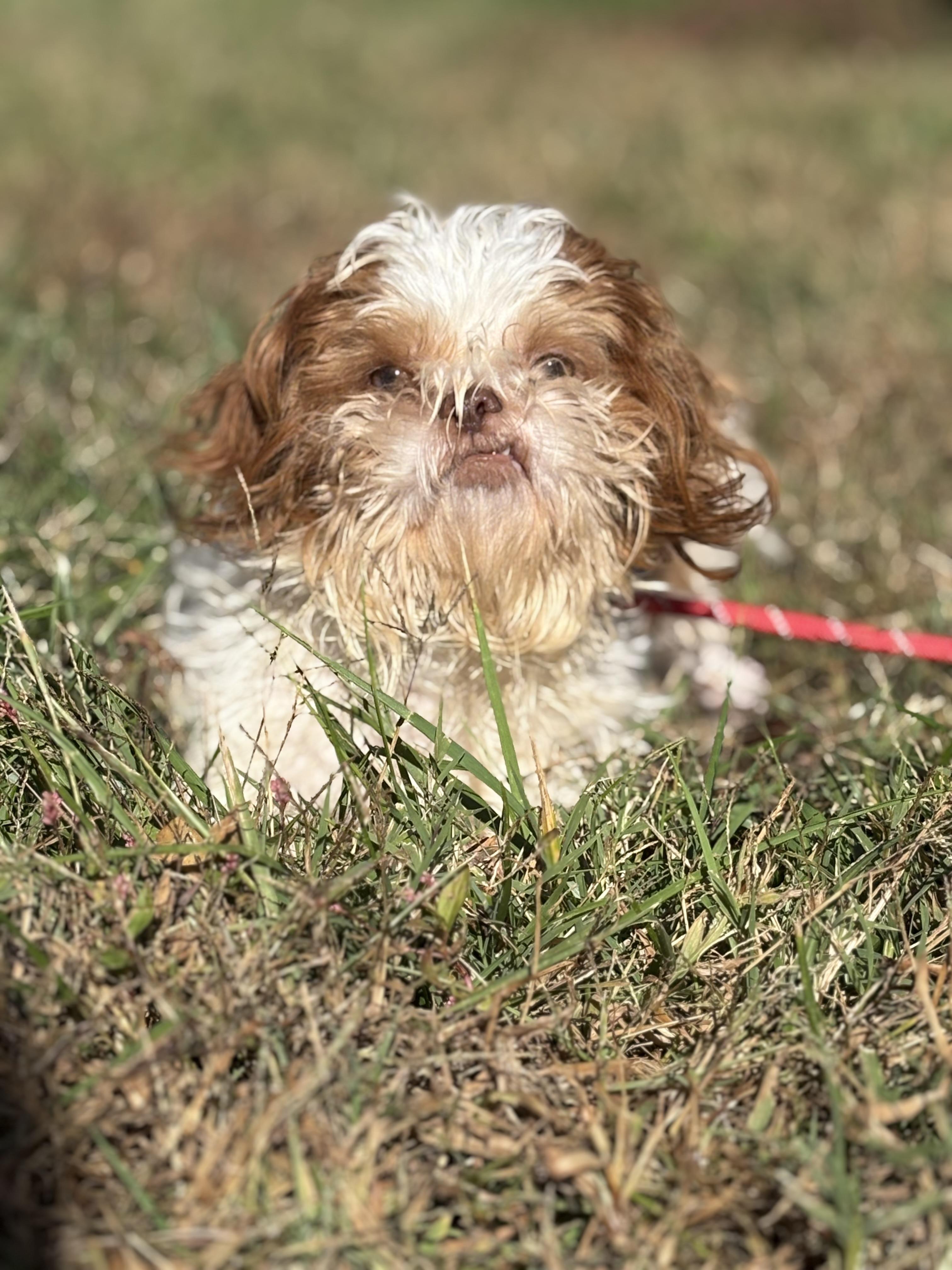 Biddles, Adoptable, Adult Male Shih Tzu.