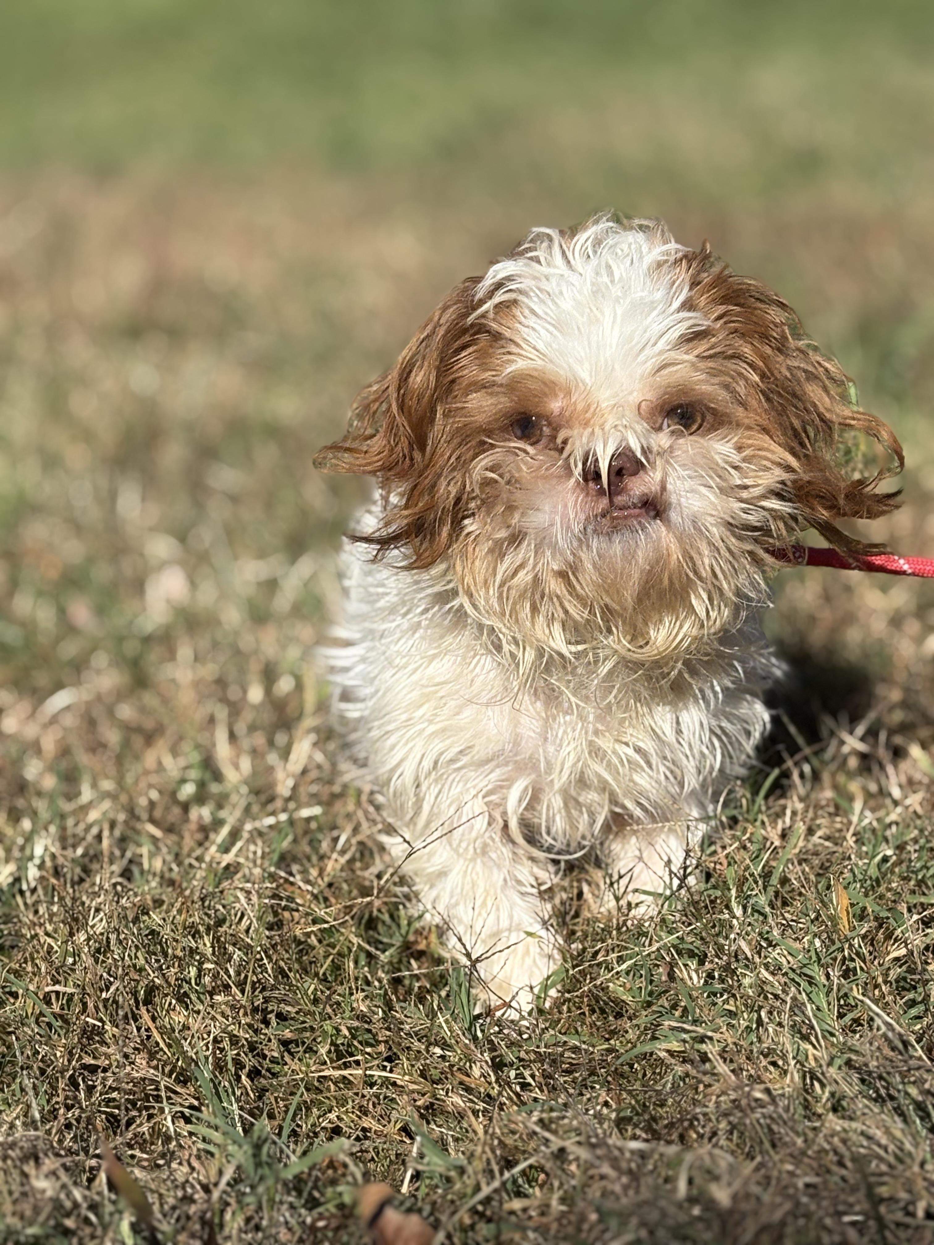 Biddles, adopted, Adult Male Shih Tzu.