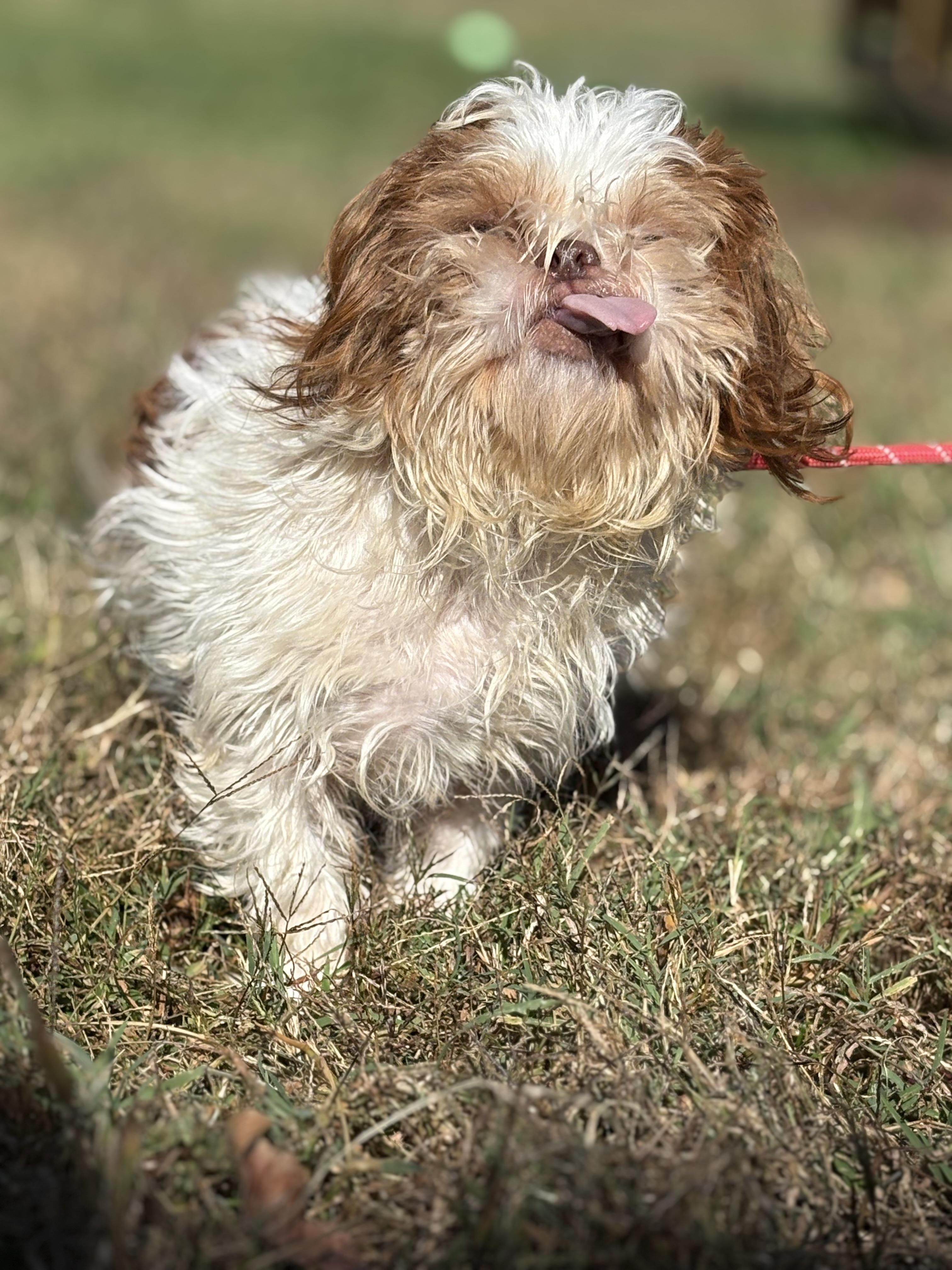 Biddles, a Adoptable Shih Tzu in Louisa, VA image 3/4