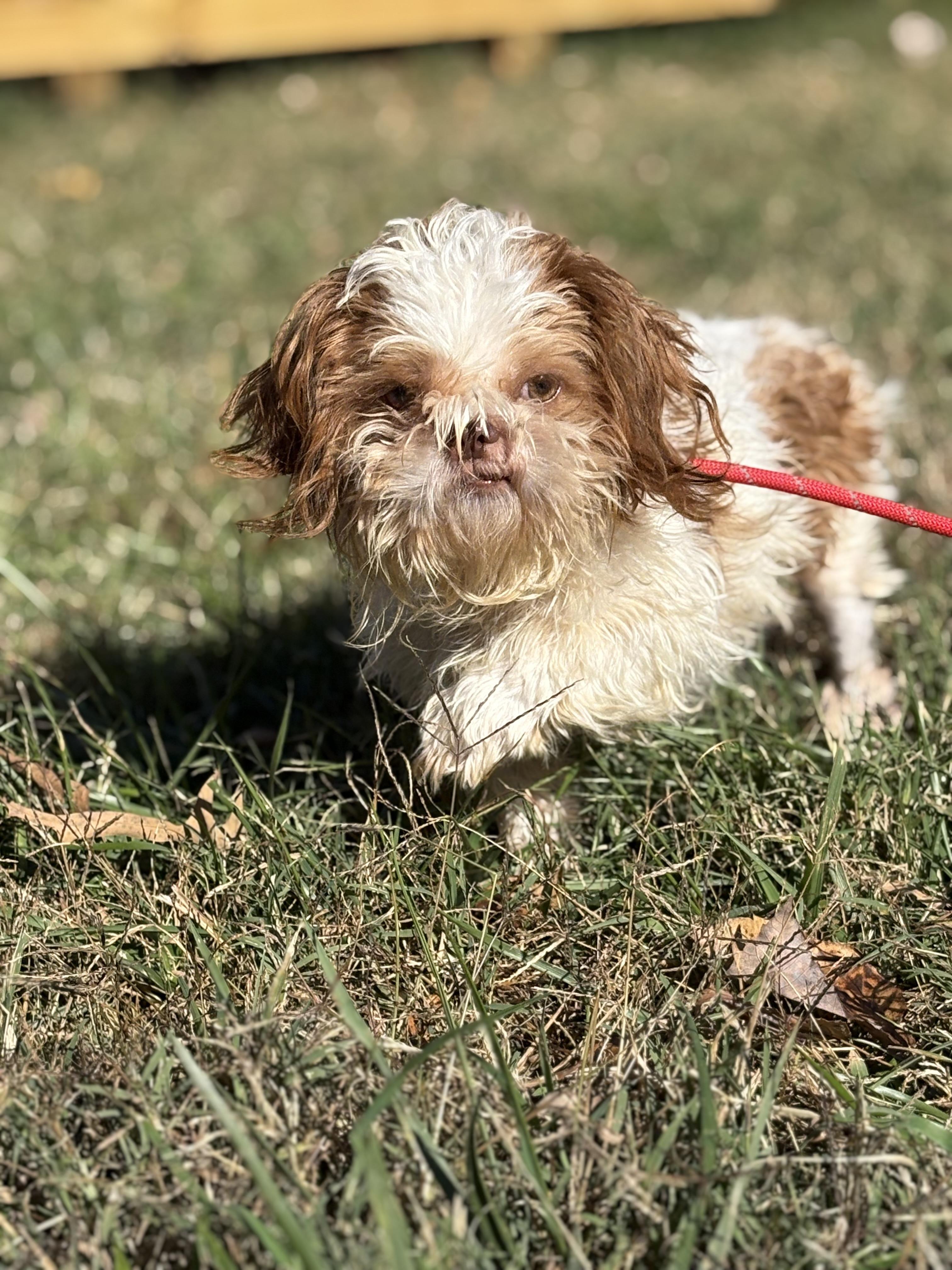 Biddles, a Adoptable Shih Tzu in Louisa, VA image 4/4