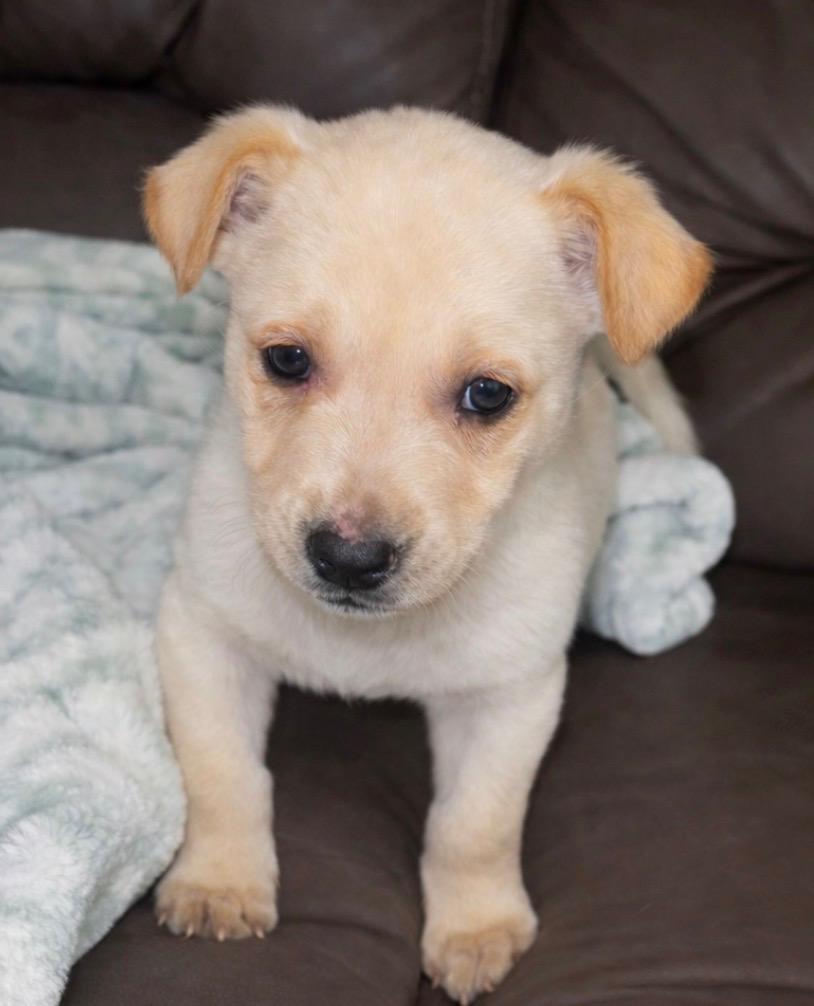 Enlarge Chase , an adopted mixed breed in Hamilton , NJ image 1/1