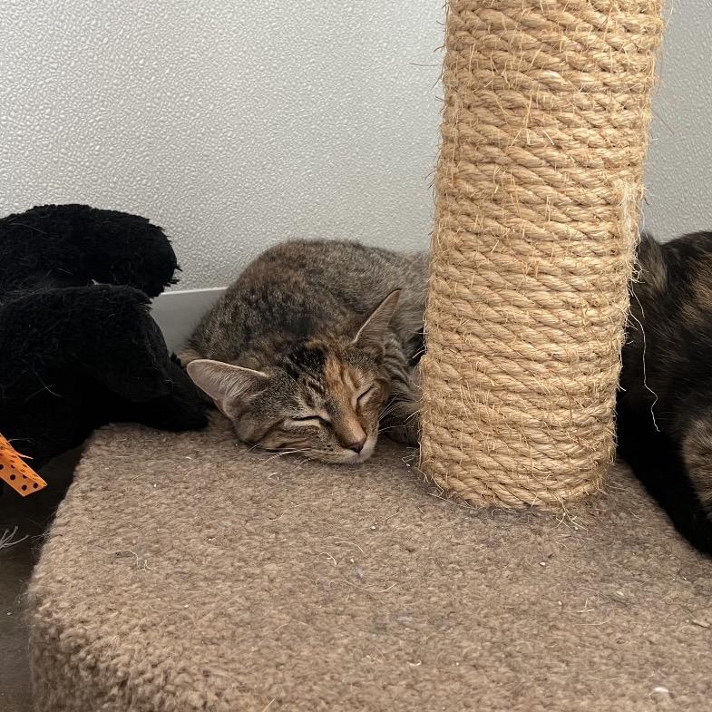 Robin, Adoptable, Young Female Domestic Short Hair.