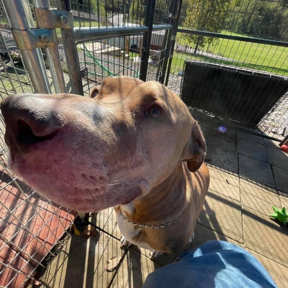 Mojo, Adoptable, Senior Male American Staffordshire Terrier & Labrador Retriever.